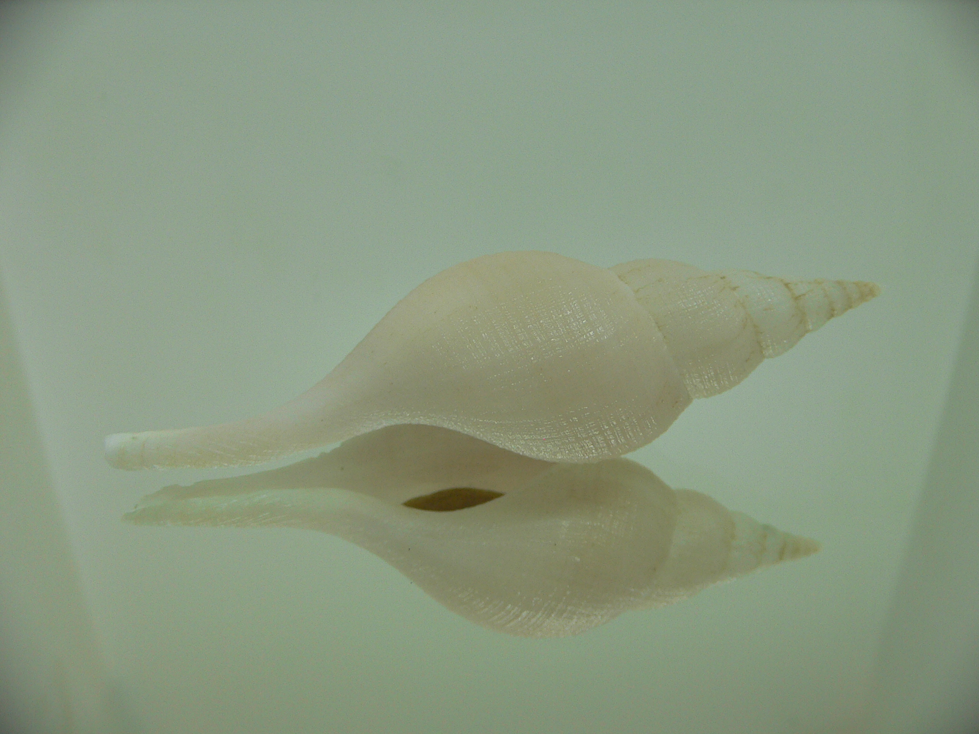 Chryseofusus hyphalus BICOLOR