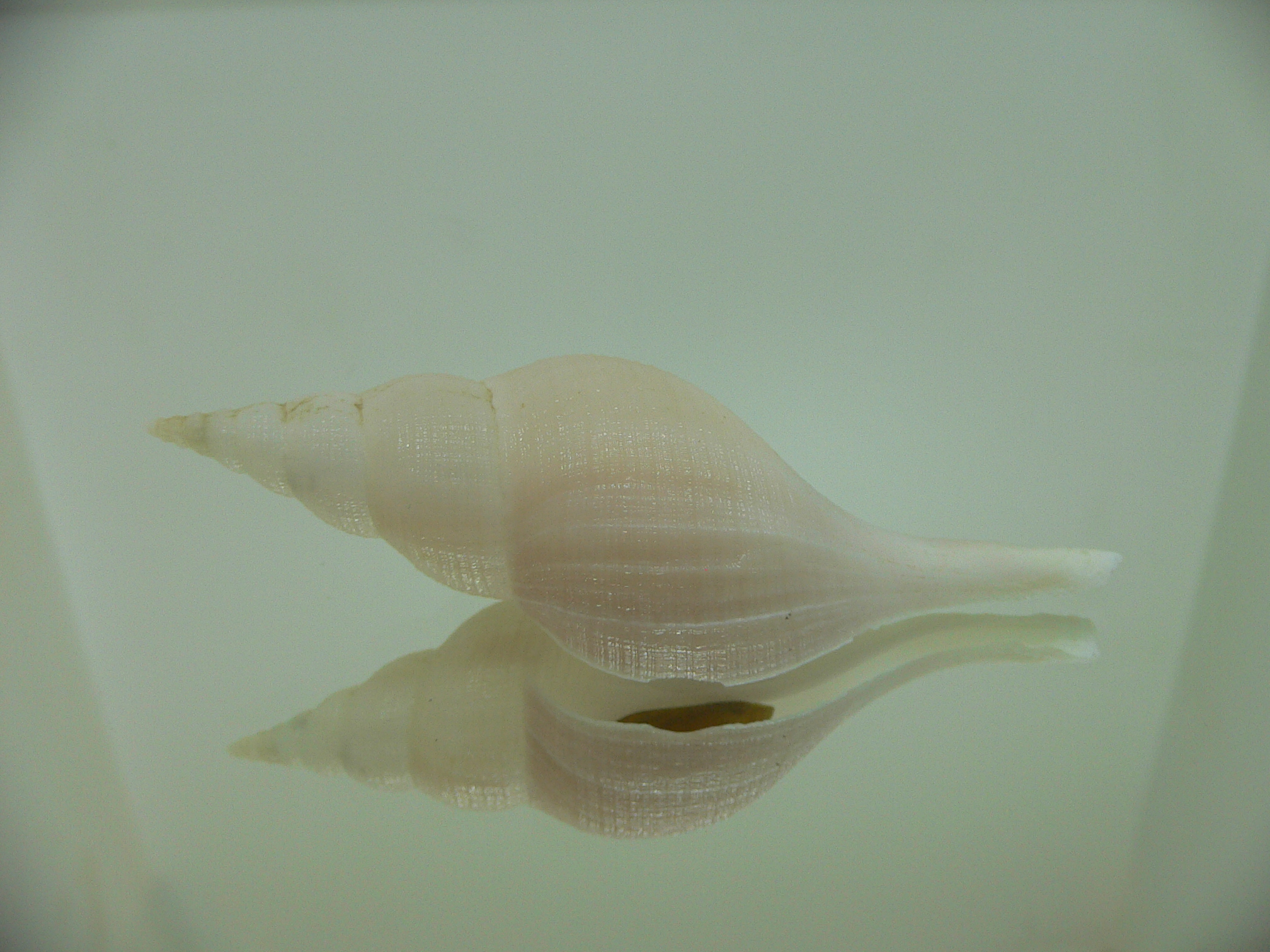 Chryseofusus hyphalus BICOLOR