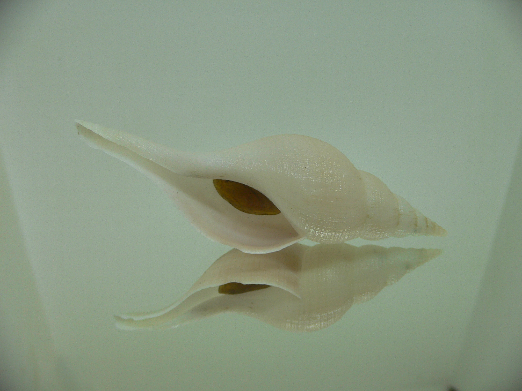 Chryseofusus hyphalus BICOLOR