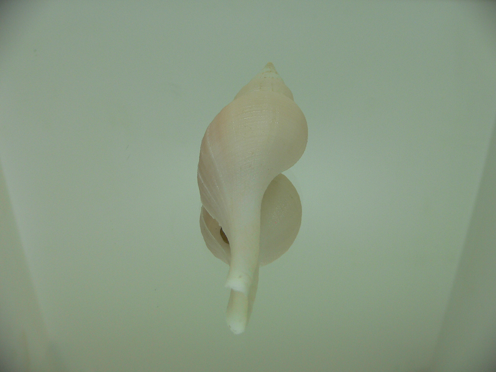 Chryseofusus hyphalus BICOLOR