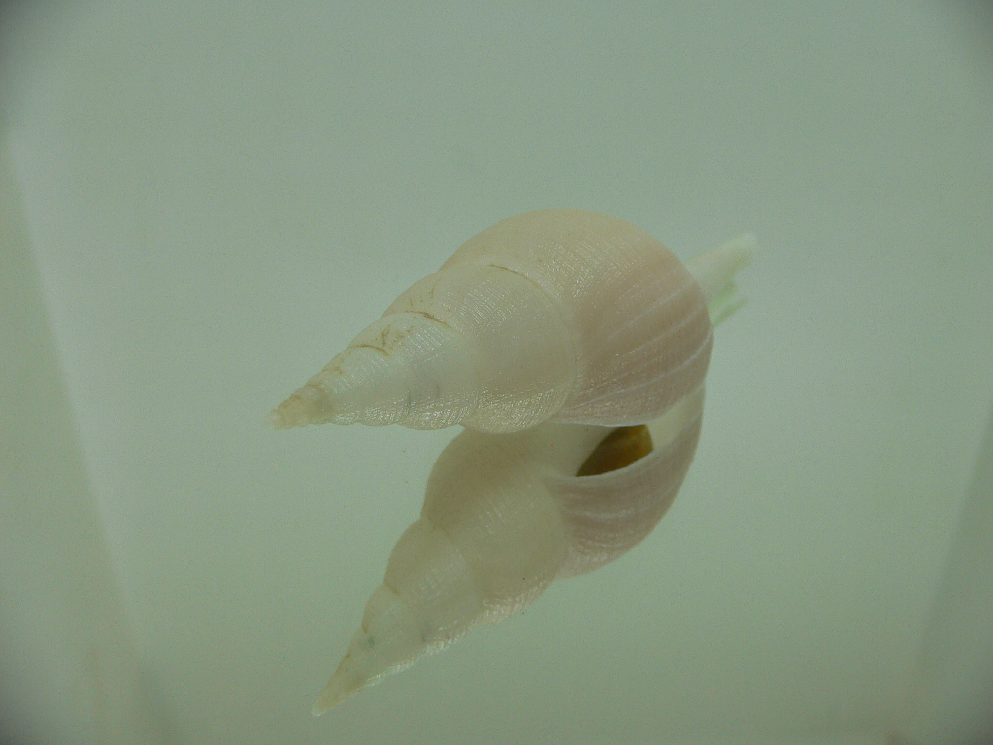 Chryseofusus hyphalus BICOLOR