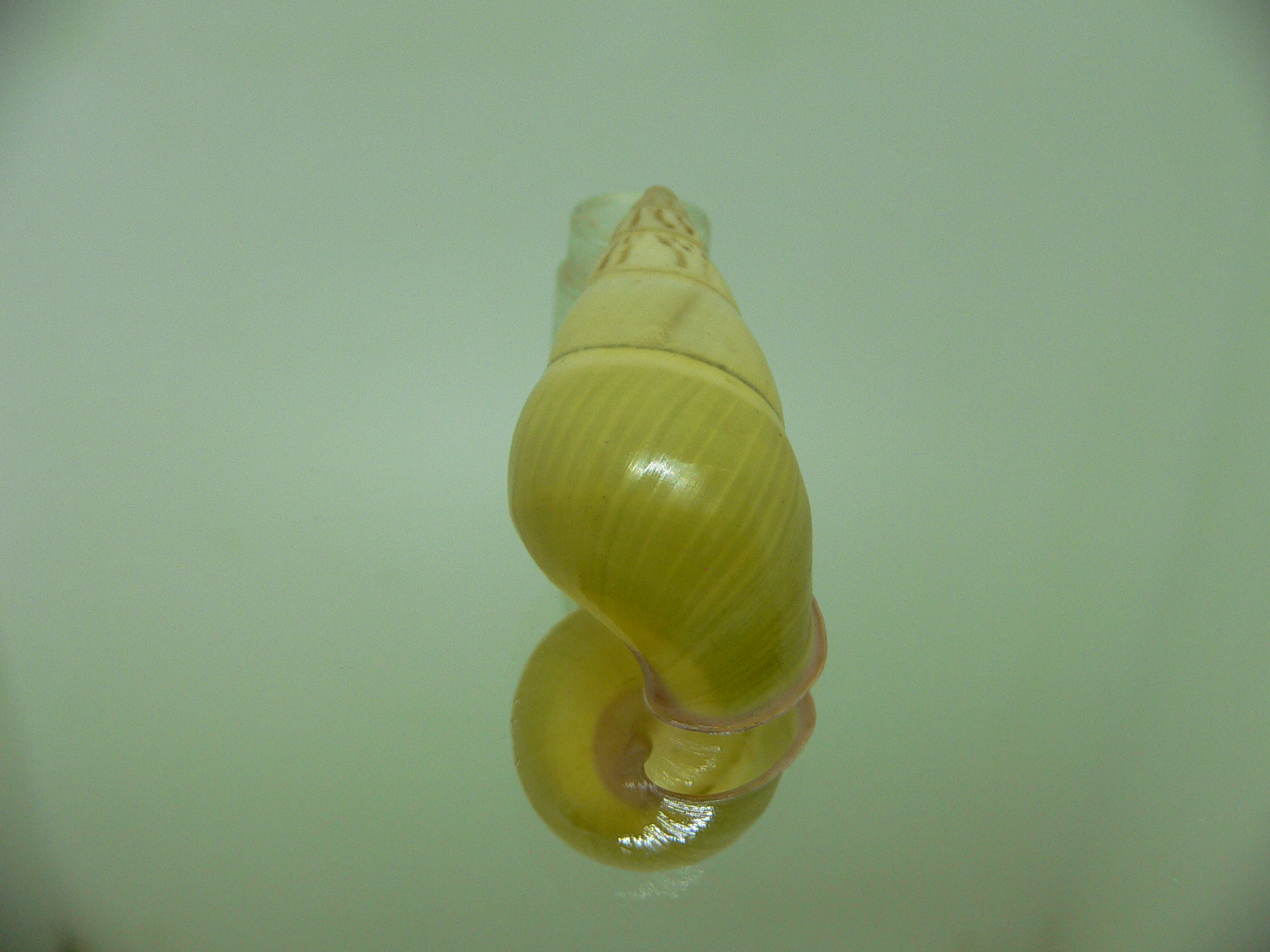 Amphidromus daoae tabbasi