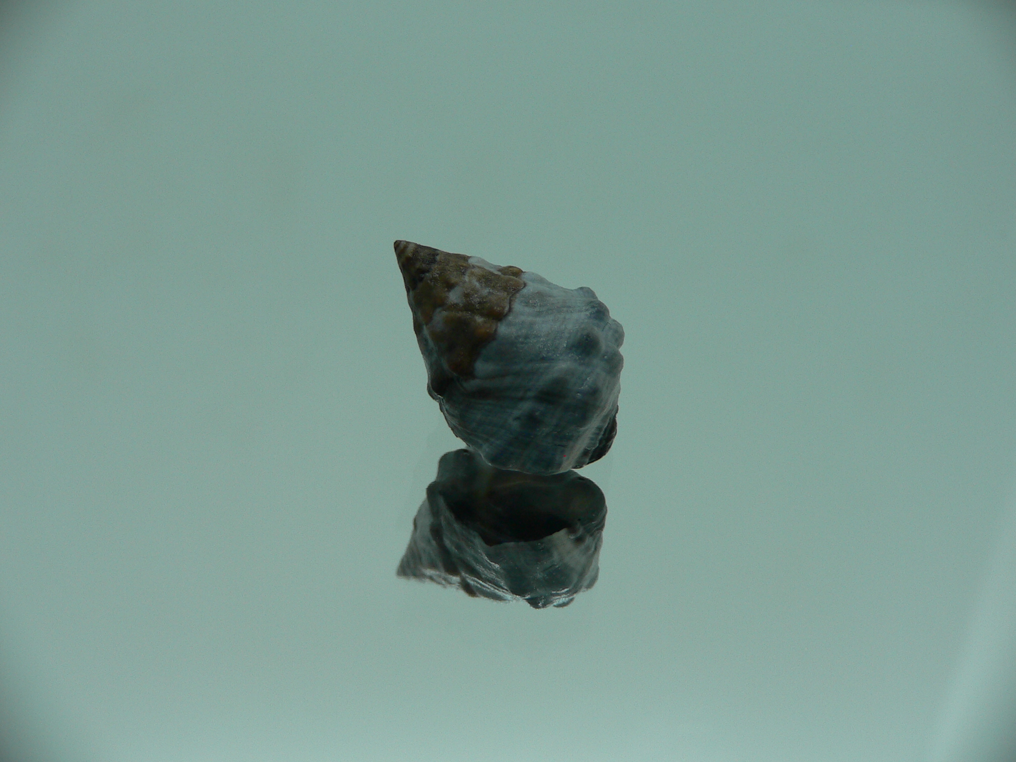 Echinolittorina pascua GIANT & IDEAL