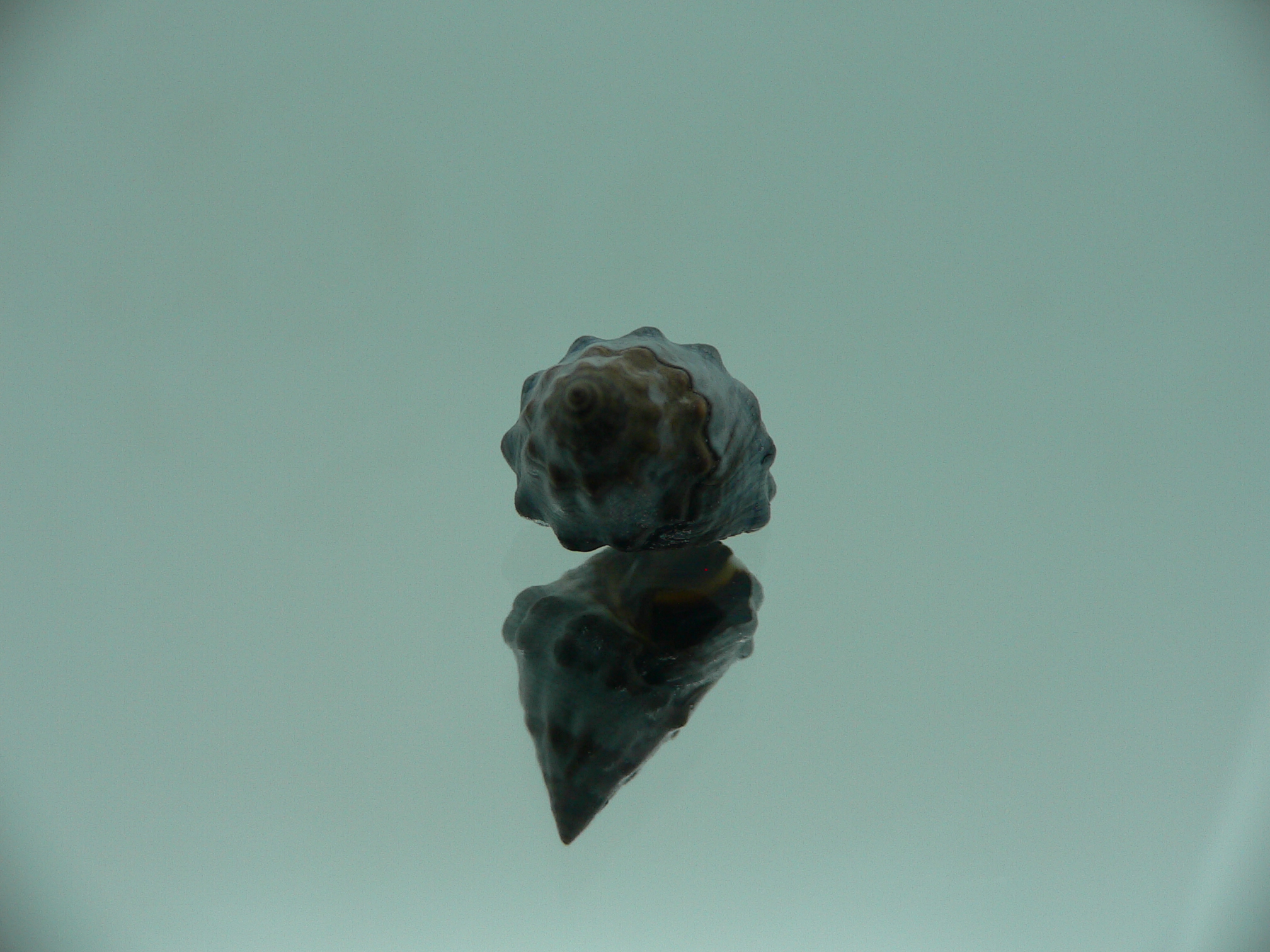 Echinolittorina pascua GIANT & IDEAL