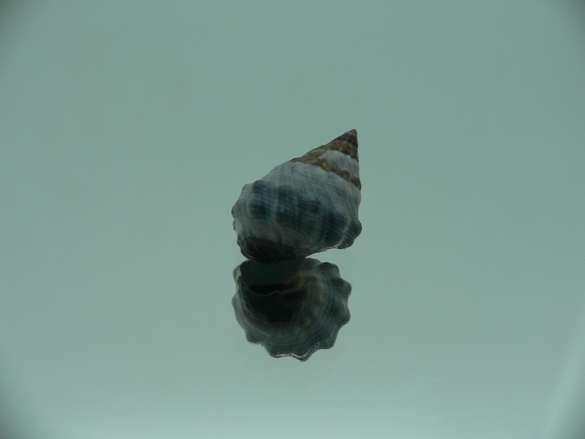 Echinolittorina pascua GIANT & IDEAL