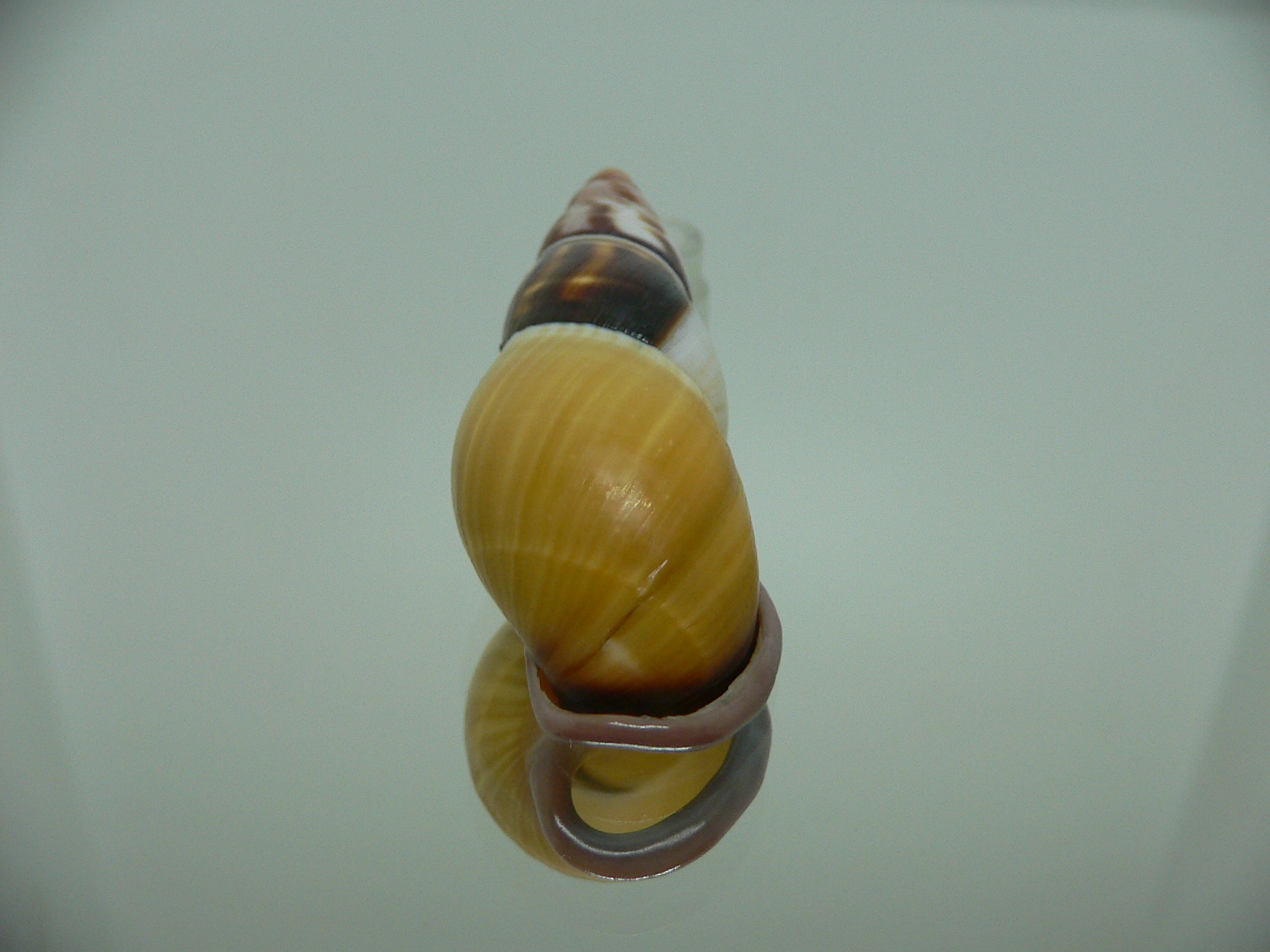 Amphidromus contrarius hanieli BIG & SUPER COLOR