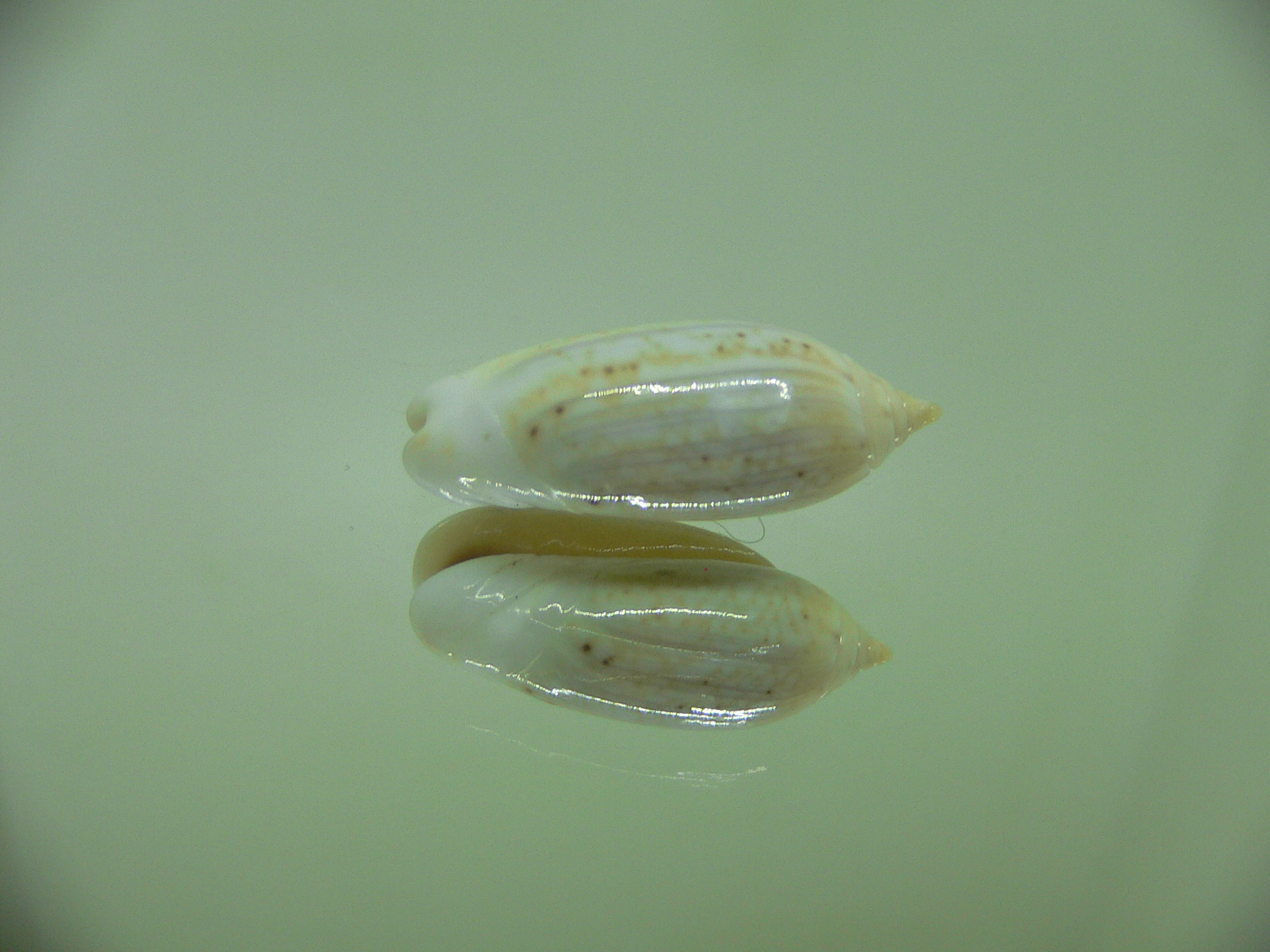 Oliva oliva longispira (var.)