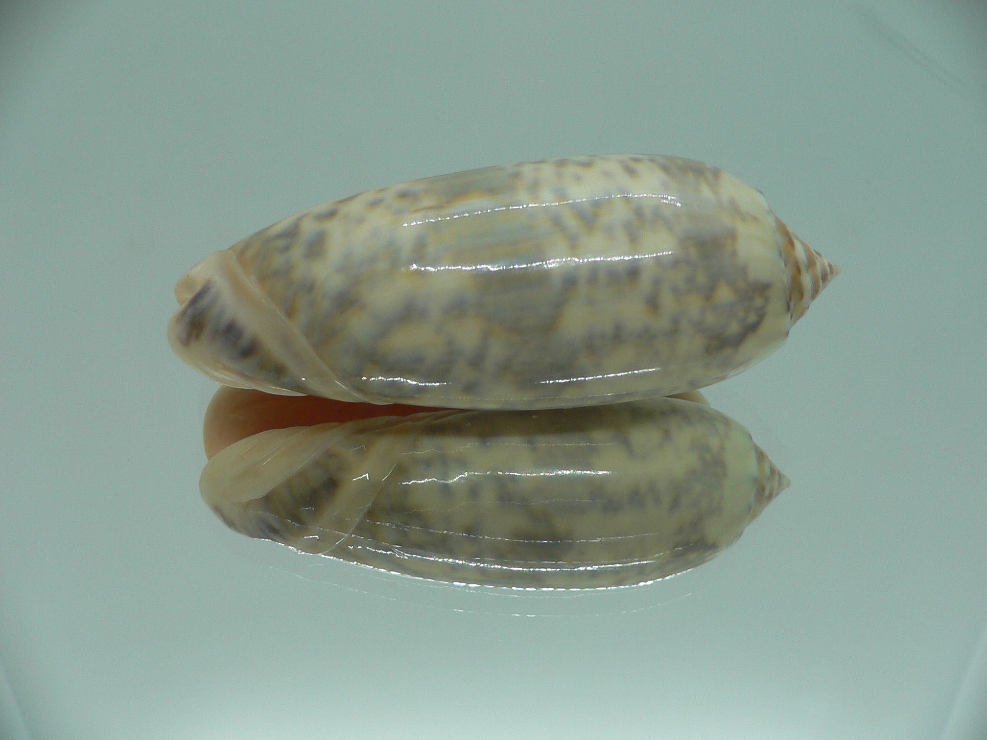 Oliva lamberti lamberti RARE