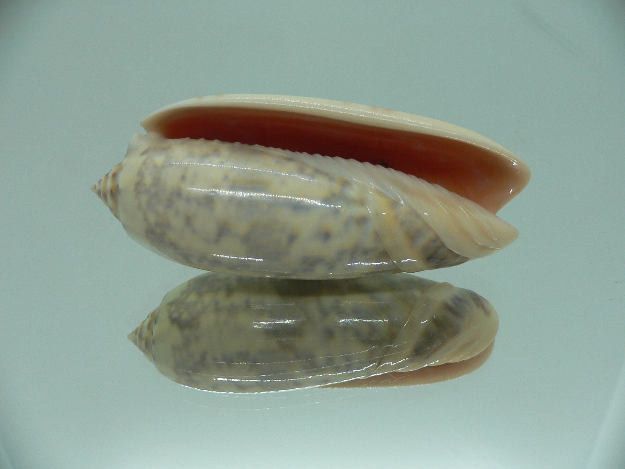 Oliva lamberti lamberti RARE