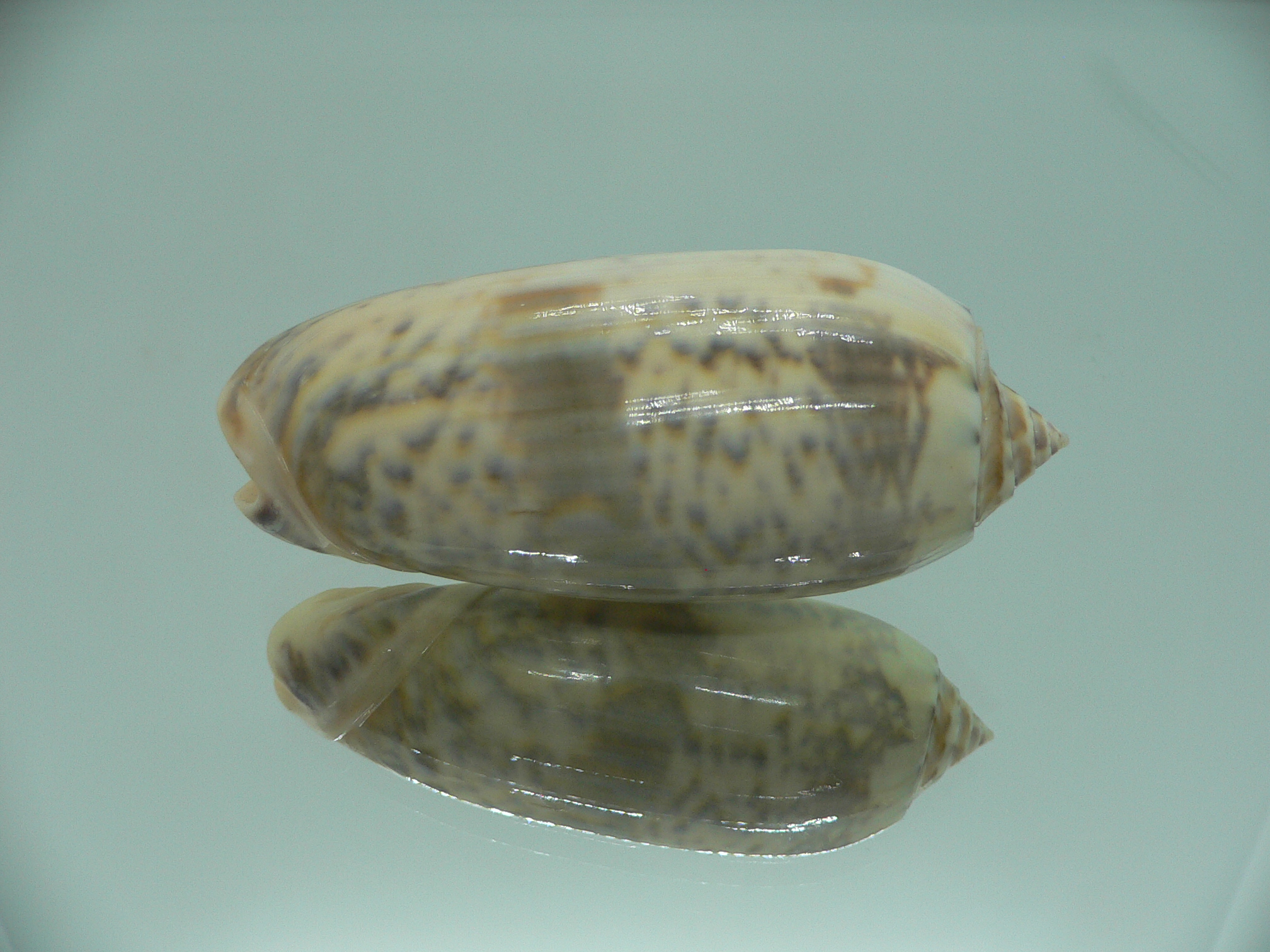 Oliva lamberti lamberti RARE