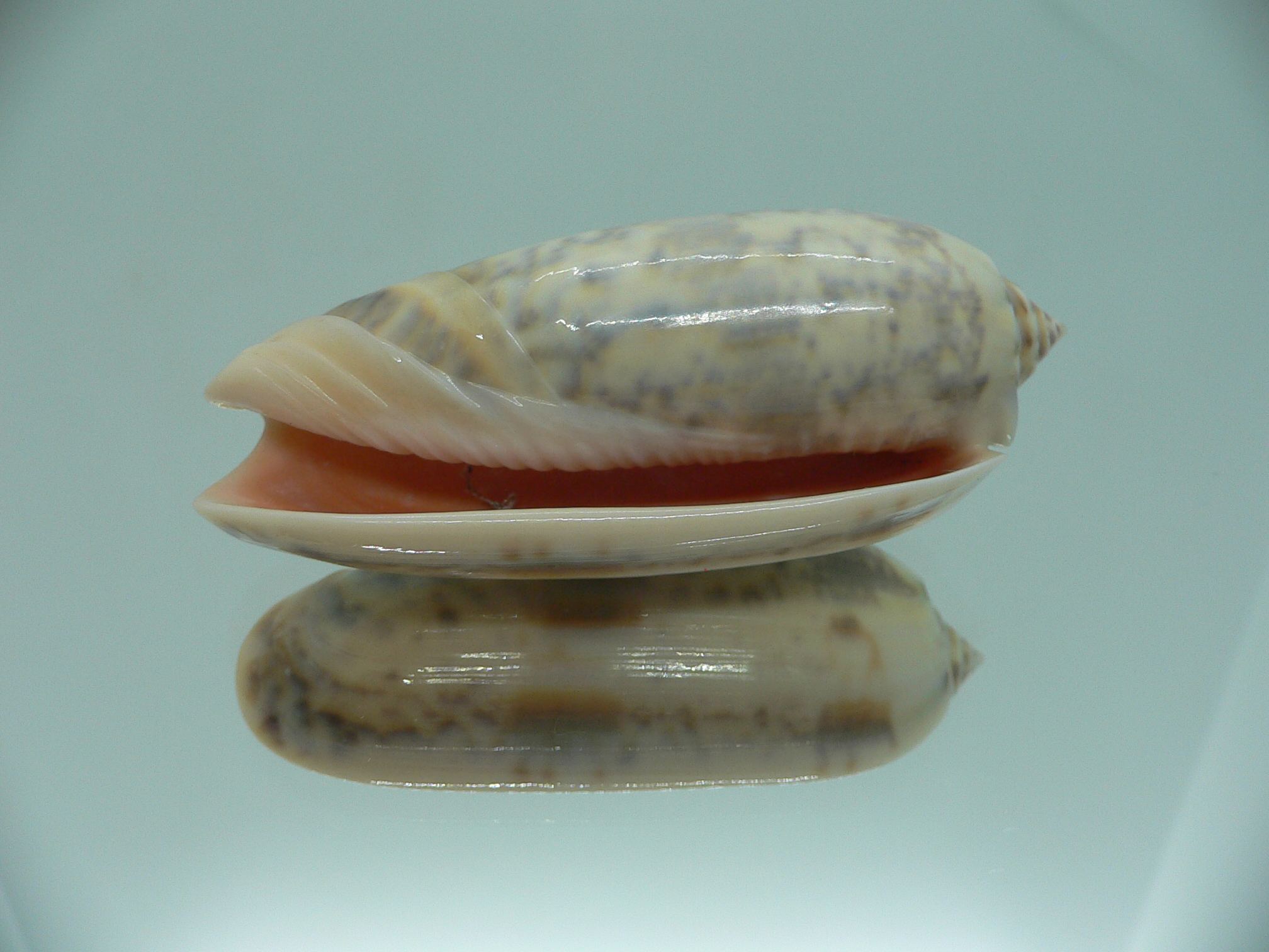Oliva lamberti lamberti RARE