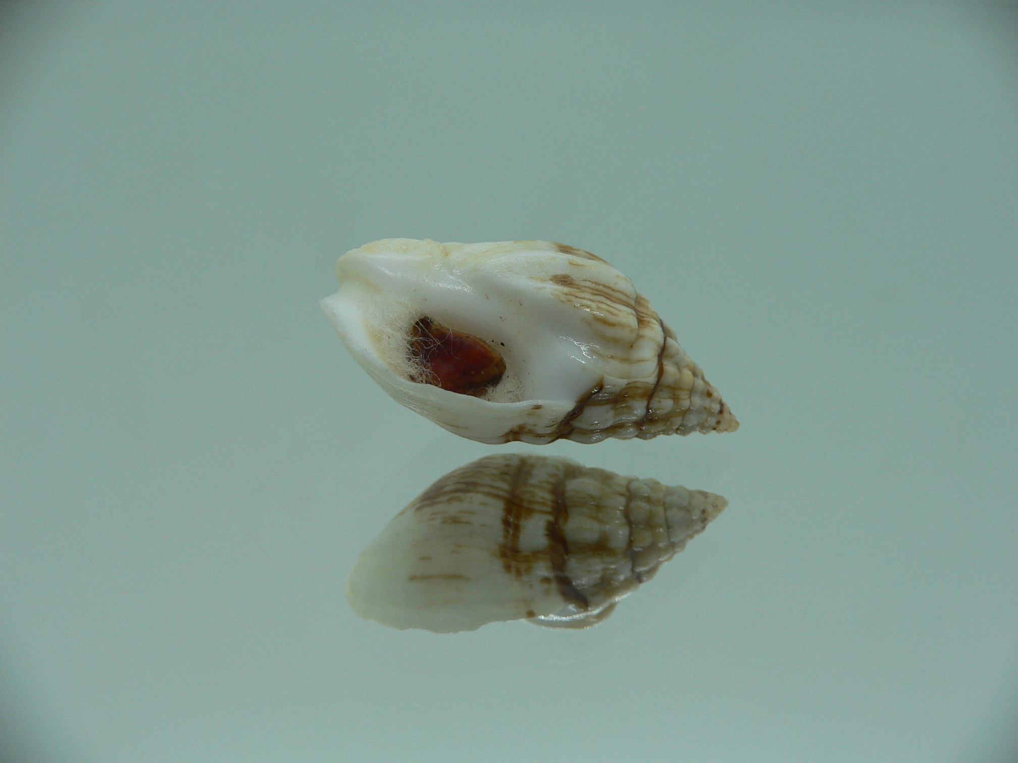 Cronia avellana ENDEMIC & MOTLEY