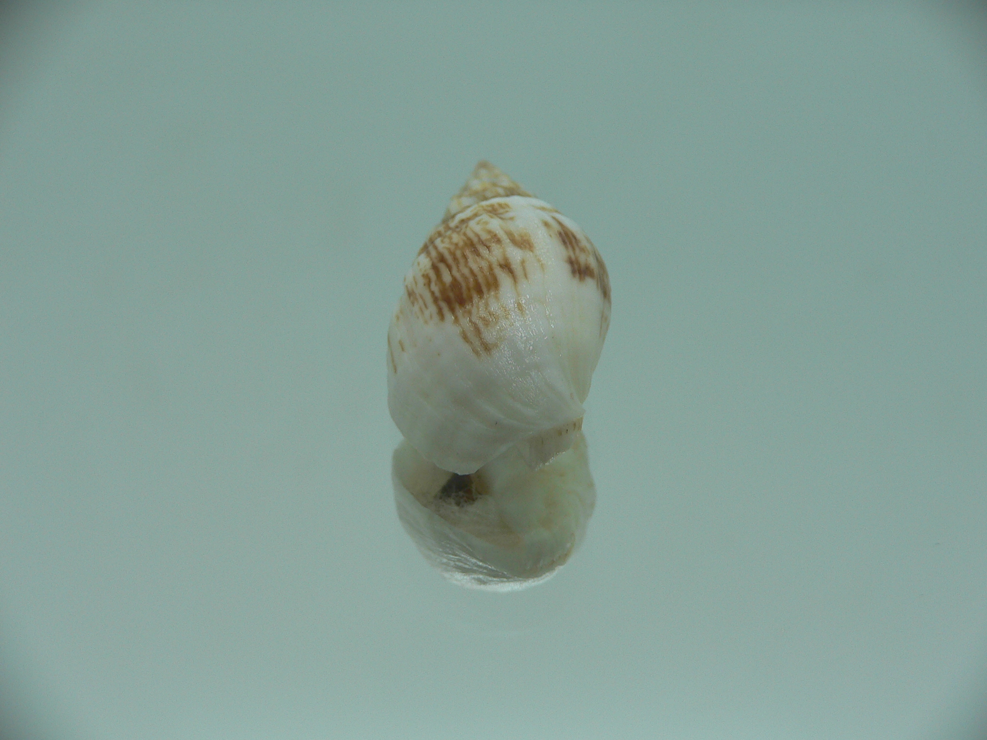 Cronia avellana ENDEMIC & MOTLEY