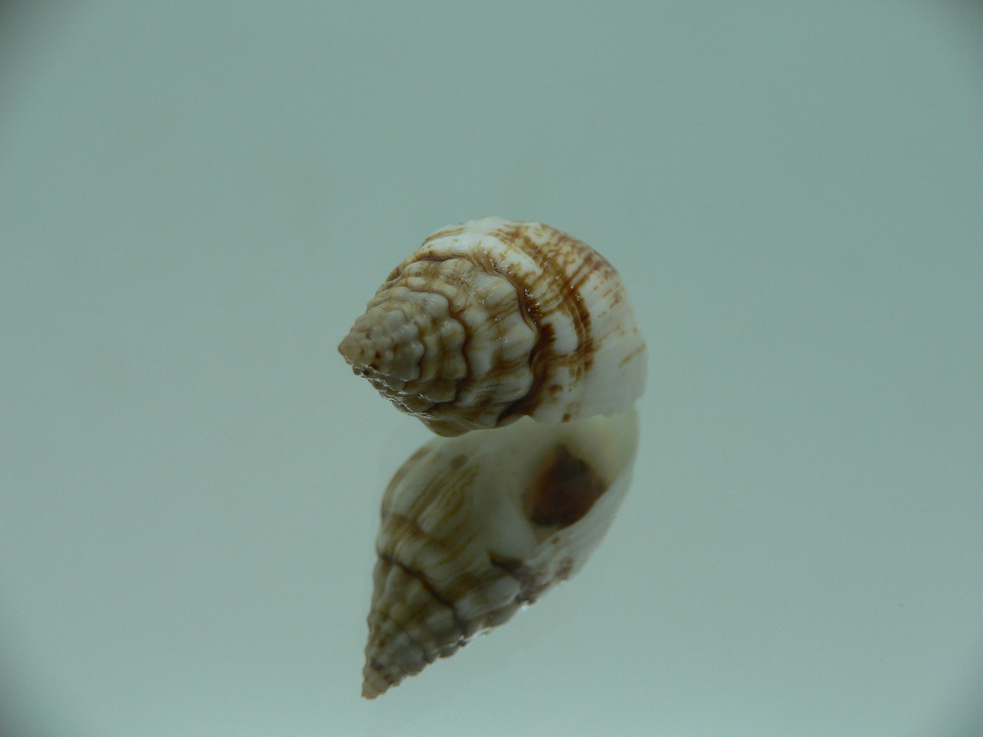 Cronia avellana ENDEMIC & MOTLEY