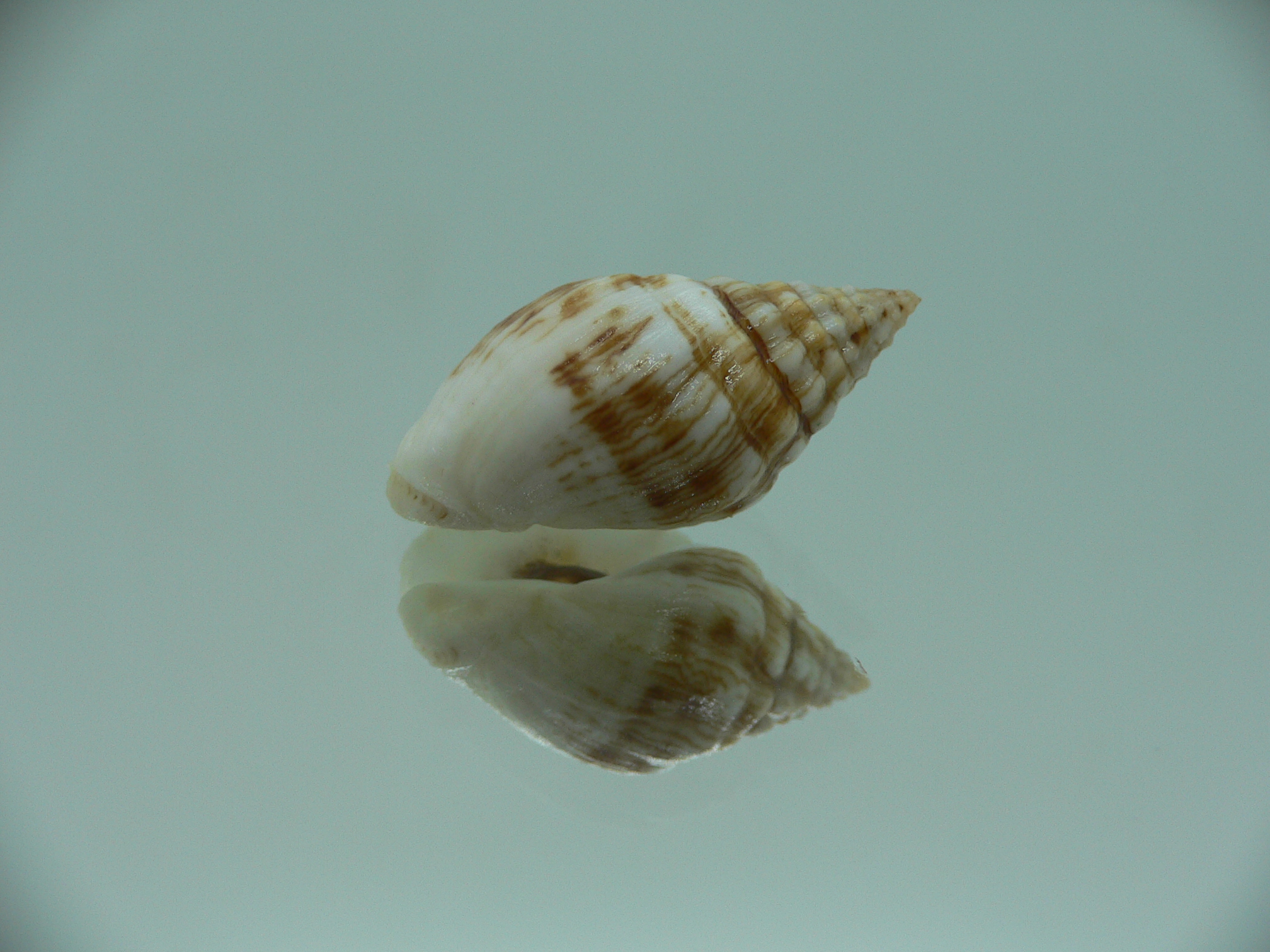 Cronia avellana ENDEMIC & MOTLEY