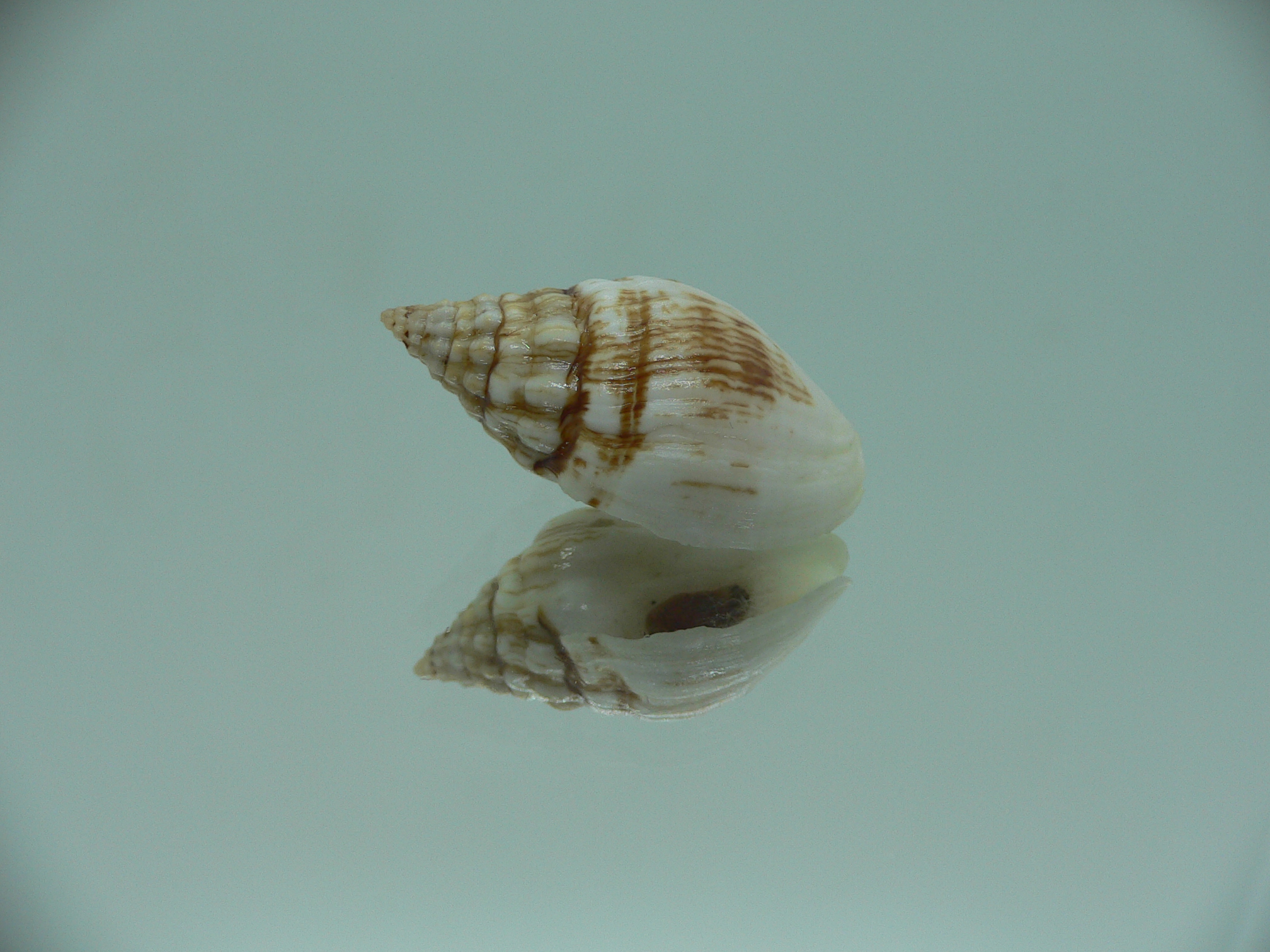 Cronia avellana ENDEMIC & MOTLEY