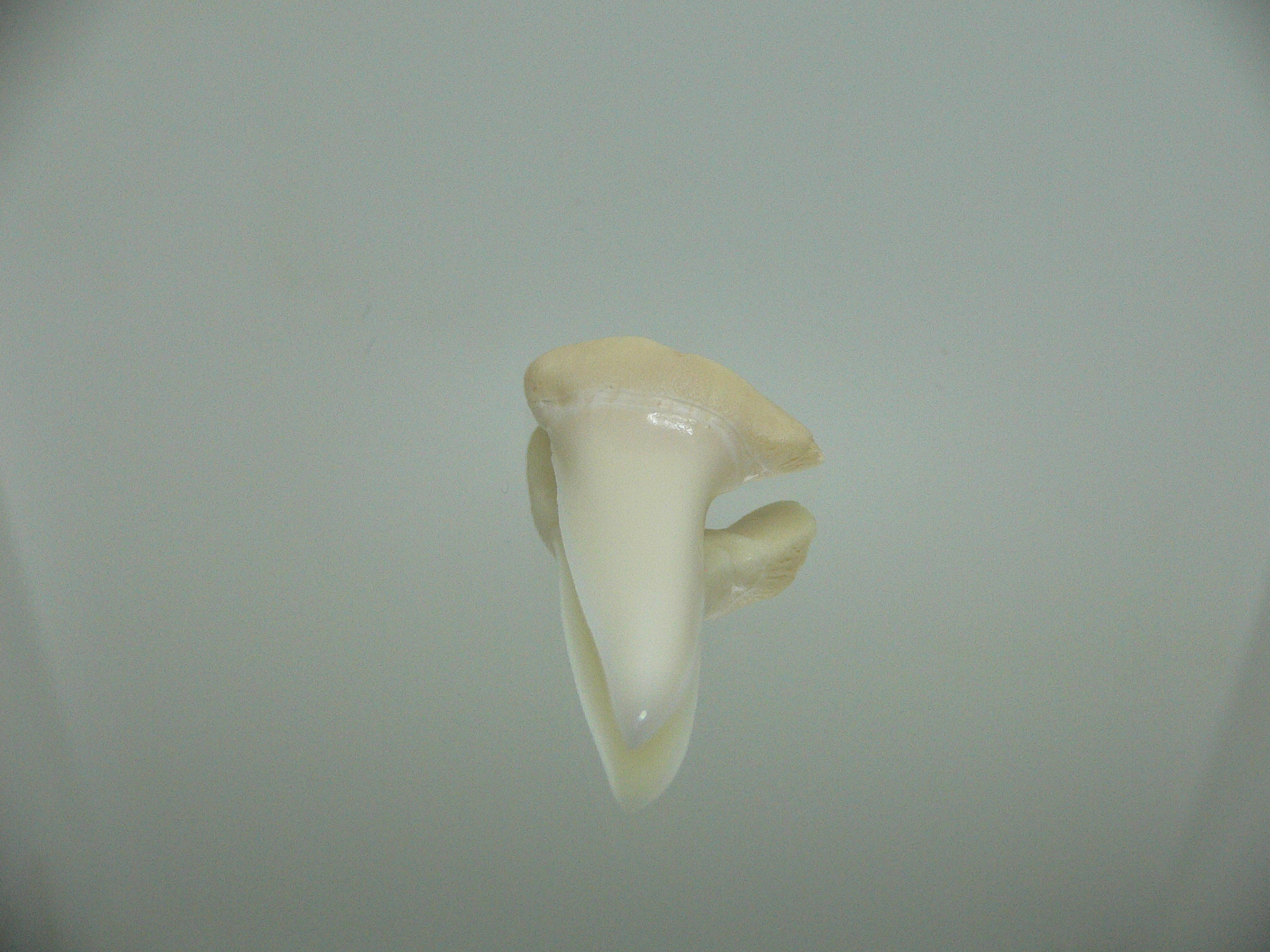 Isurus oxyrinchus - Зуб акулы МАКО 5