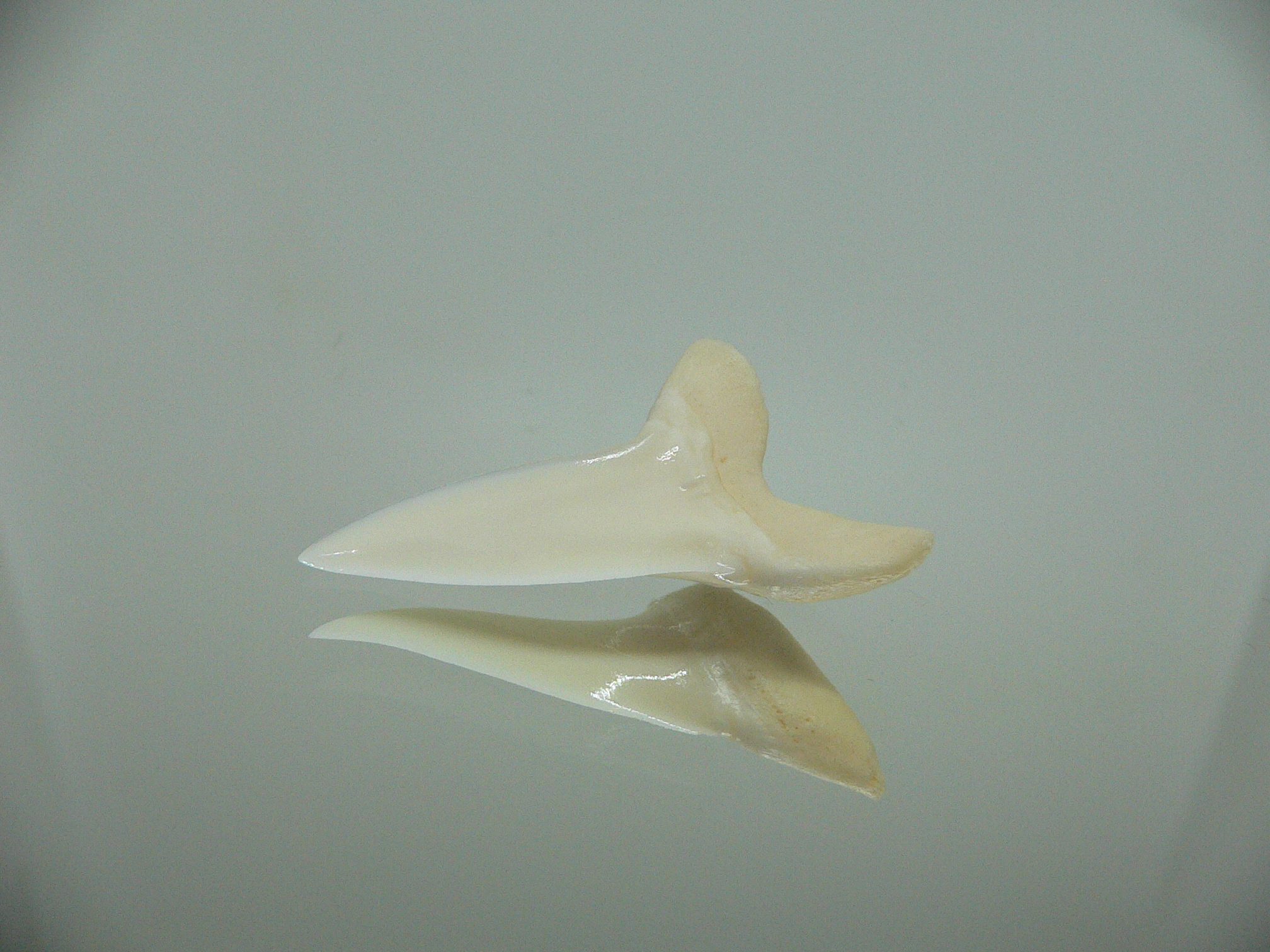 Isurus oxyrinchus - Зуб акулы МАКО 5