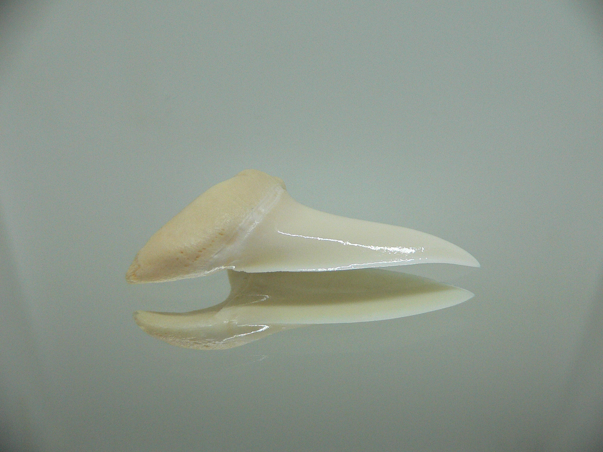 Isurus oxyrinchus - Зуб акулы МАКО 5