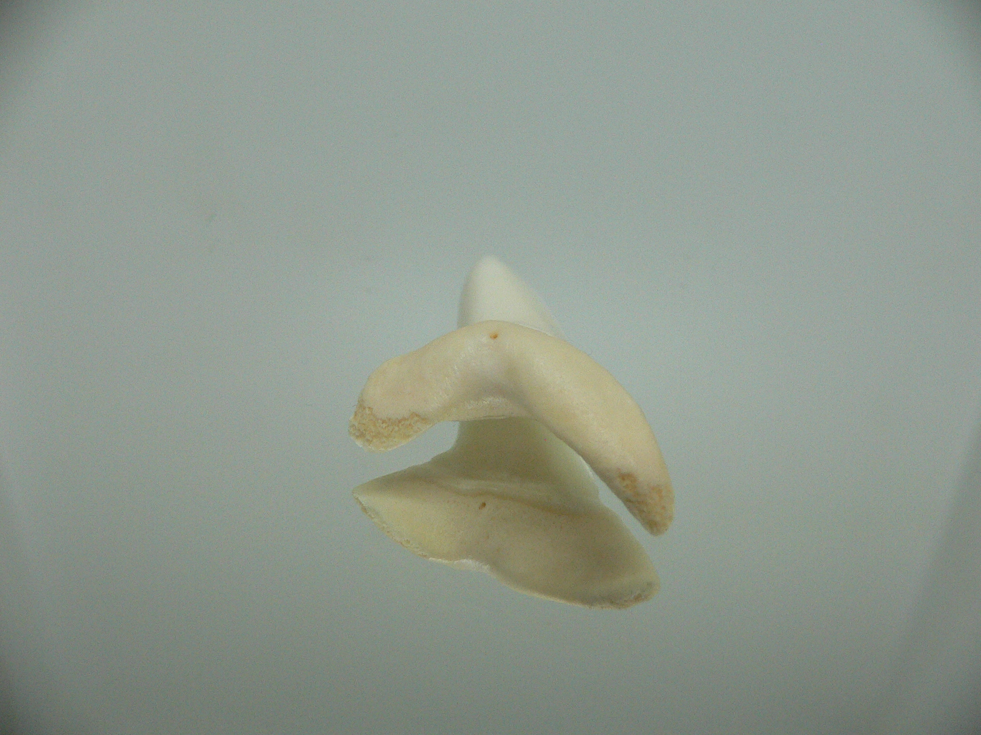 Isurus oxyrinchus - Зуб акулы МАКО 5