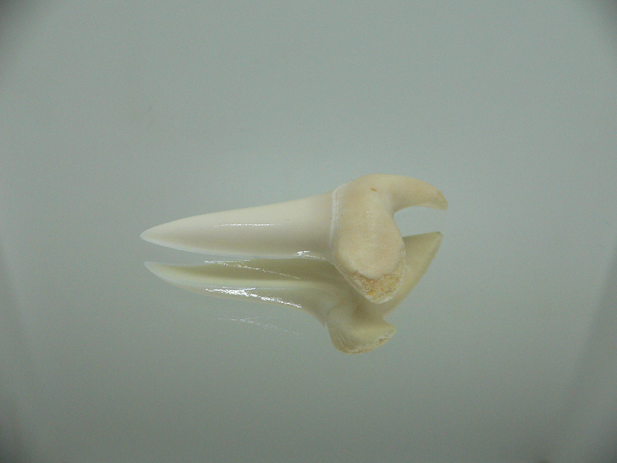 Isurus oxyrinchus - Зуб акулы МАКО 5