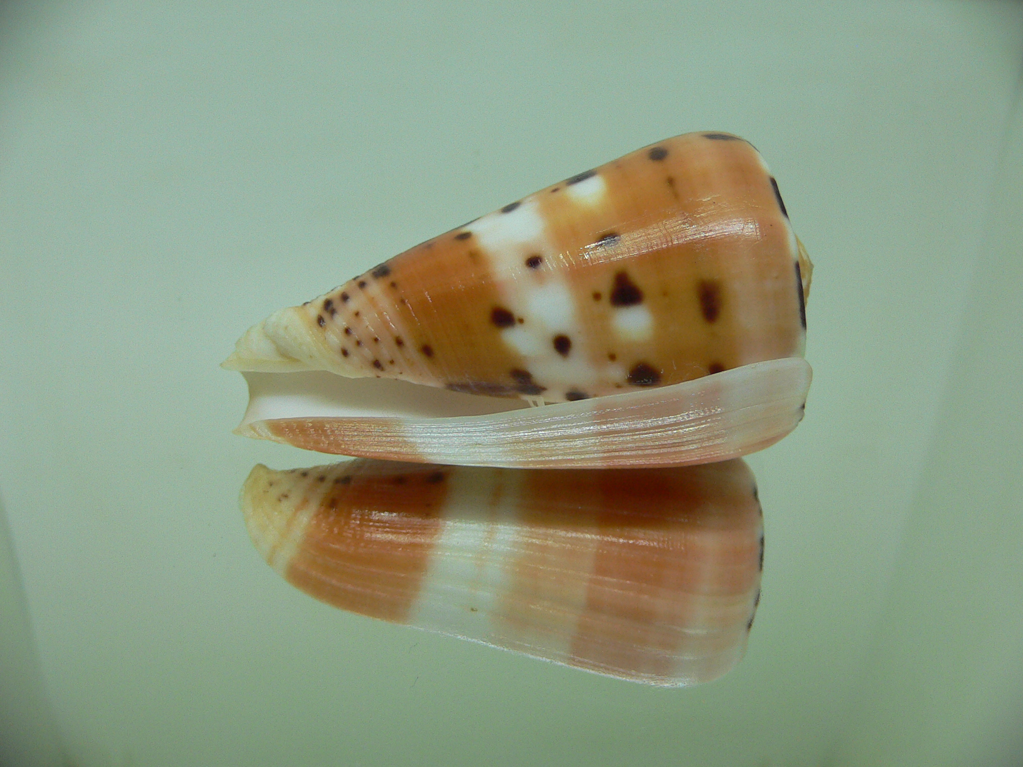 Conus barthelemyi LORD