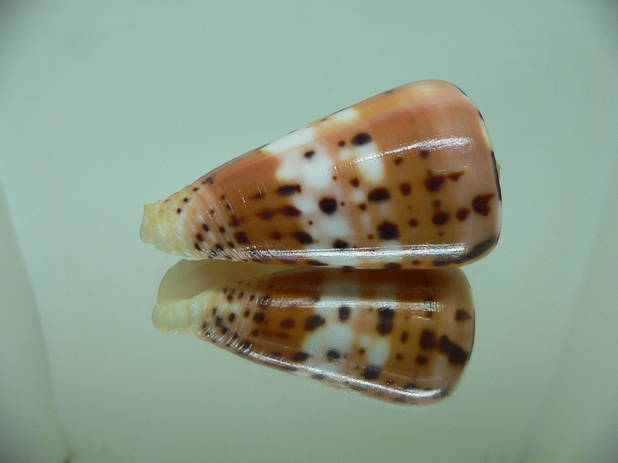 Conus barthelemyi LORD