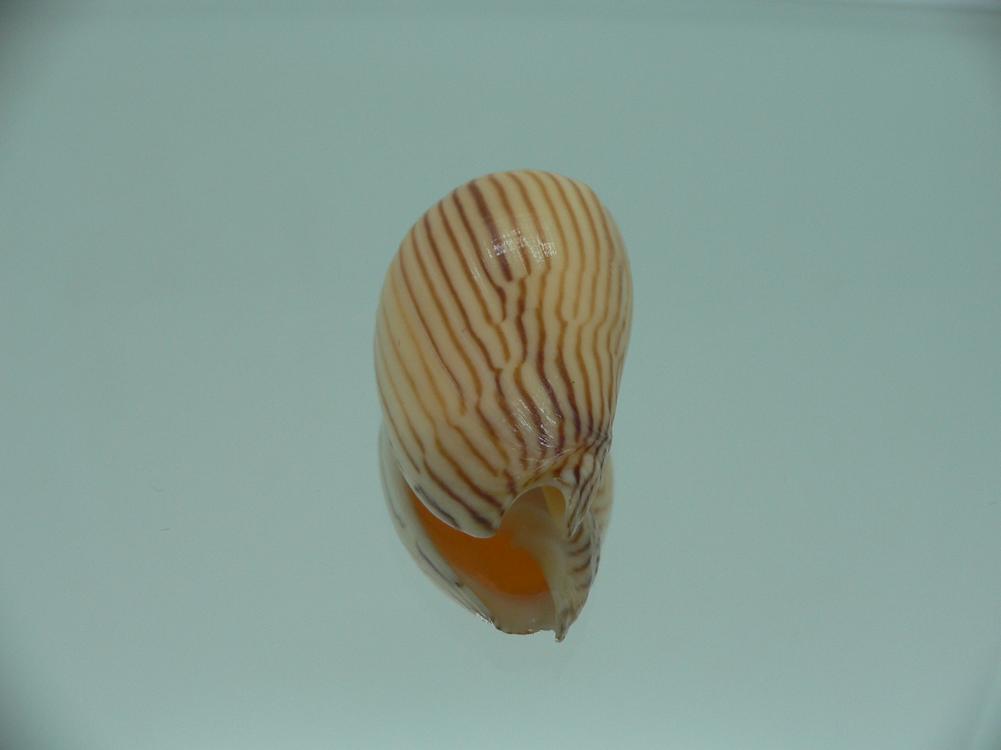 Amoria zebra lineatina (var.) LIGHT LIP