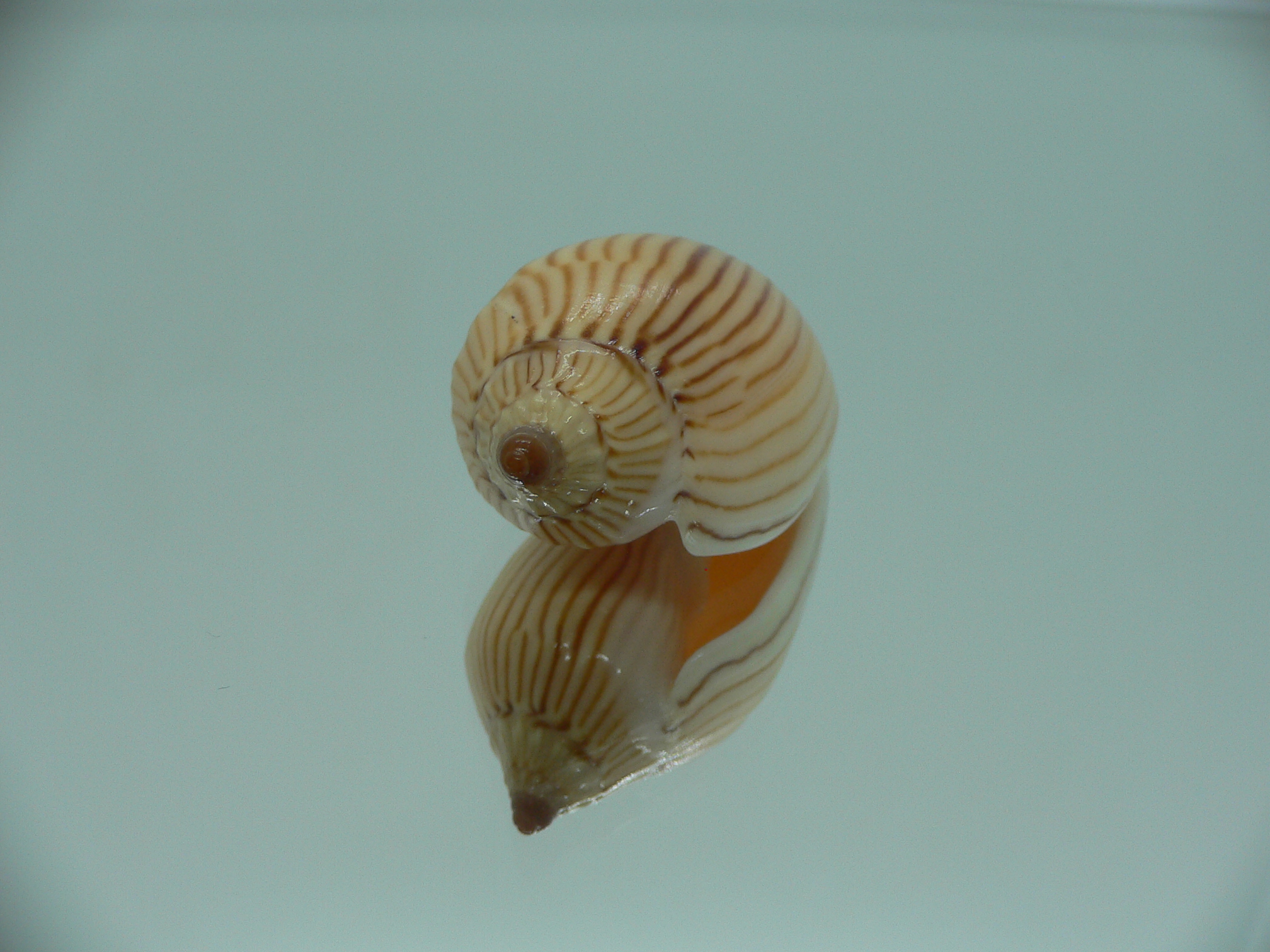 Amoria zebra lineatina (var.) LIGHT LIP