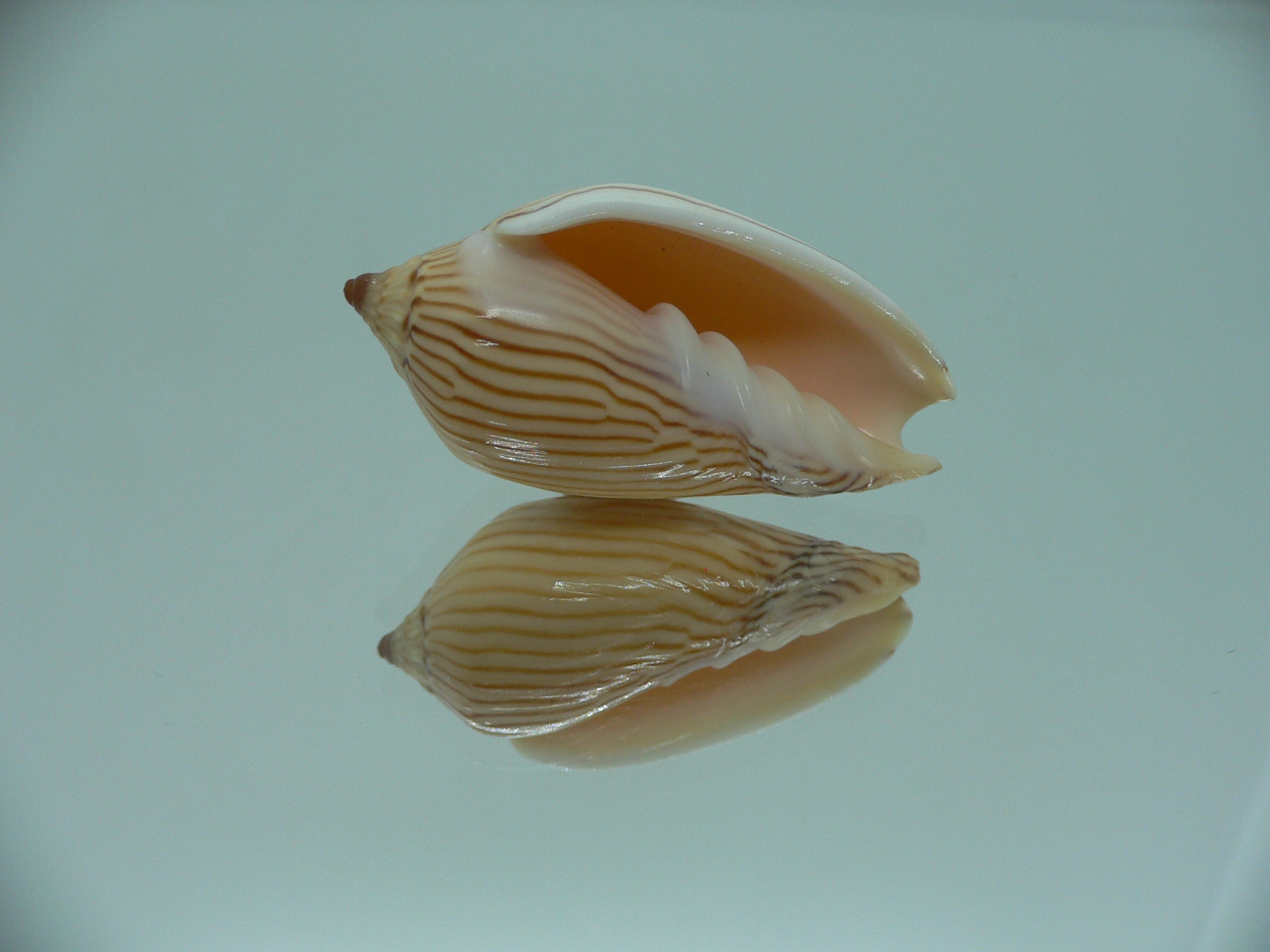 Amoria zebra lineatina (var.) LIGHT LIP