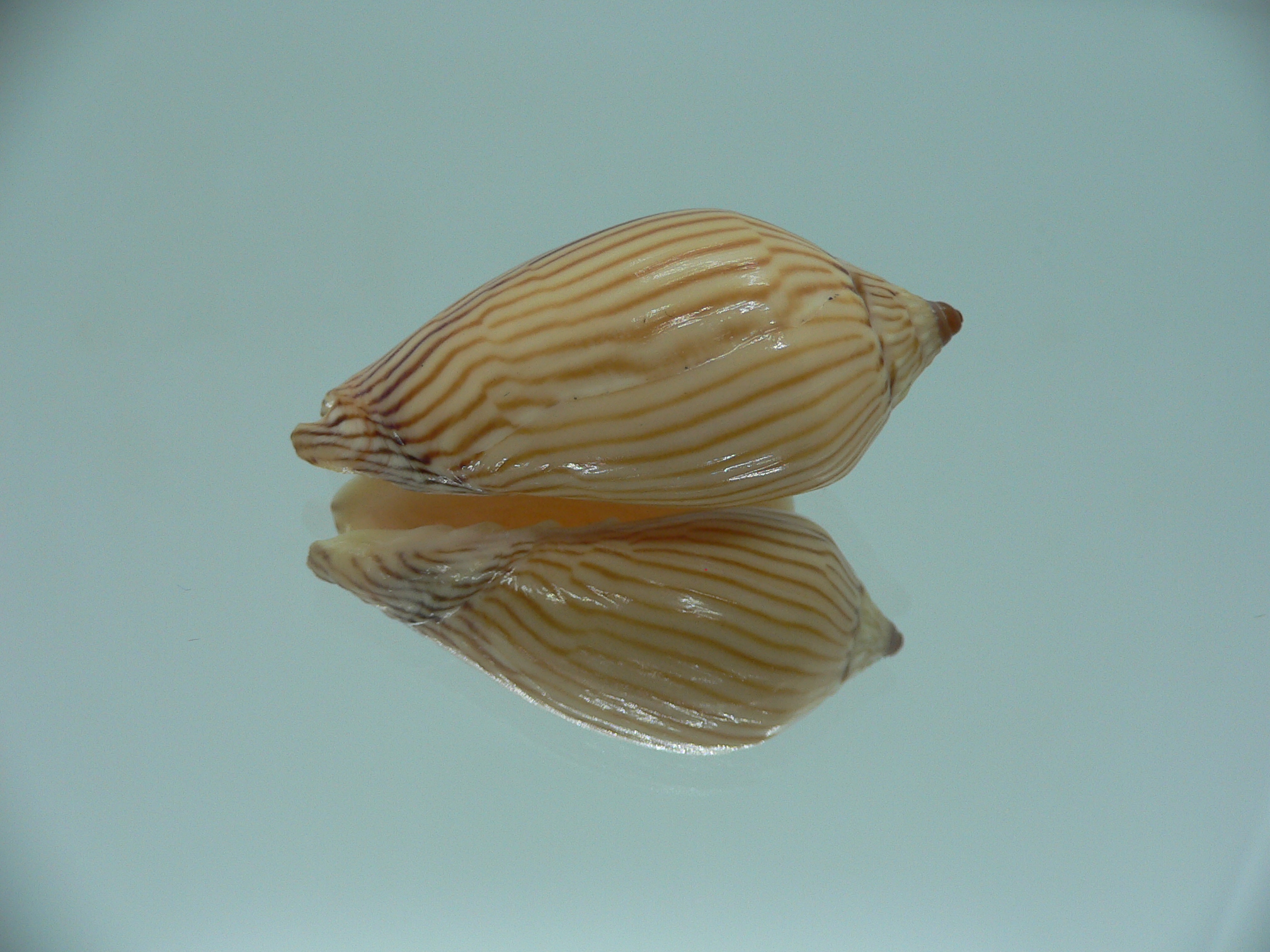 Amoria zebra lineatina (var.) LIGHT LIP