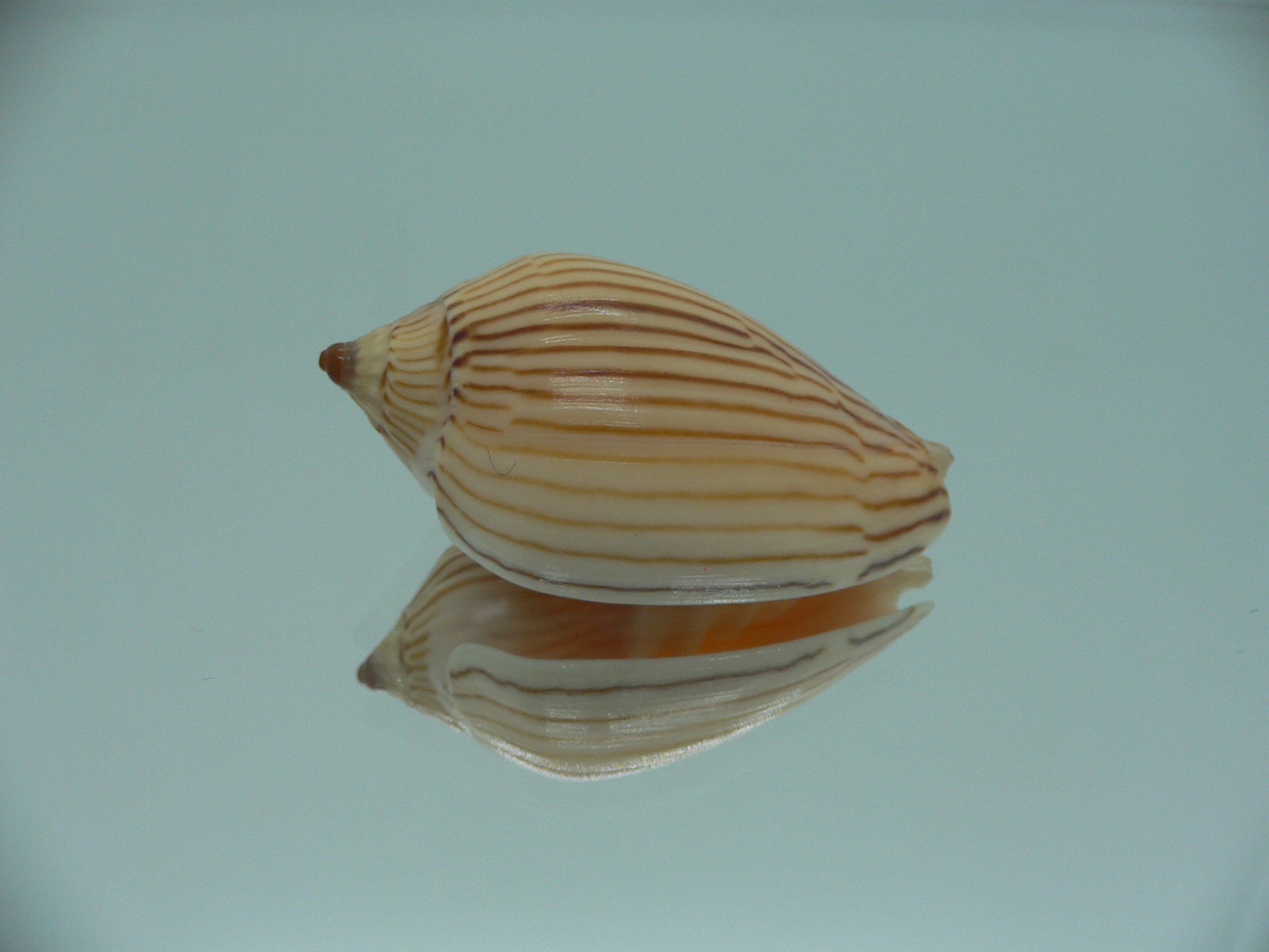 Amoria zebra lineatina (var.) LIGHT LIP