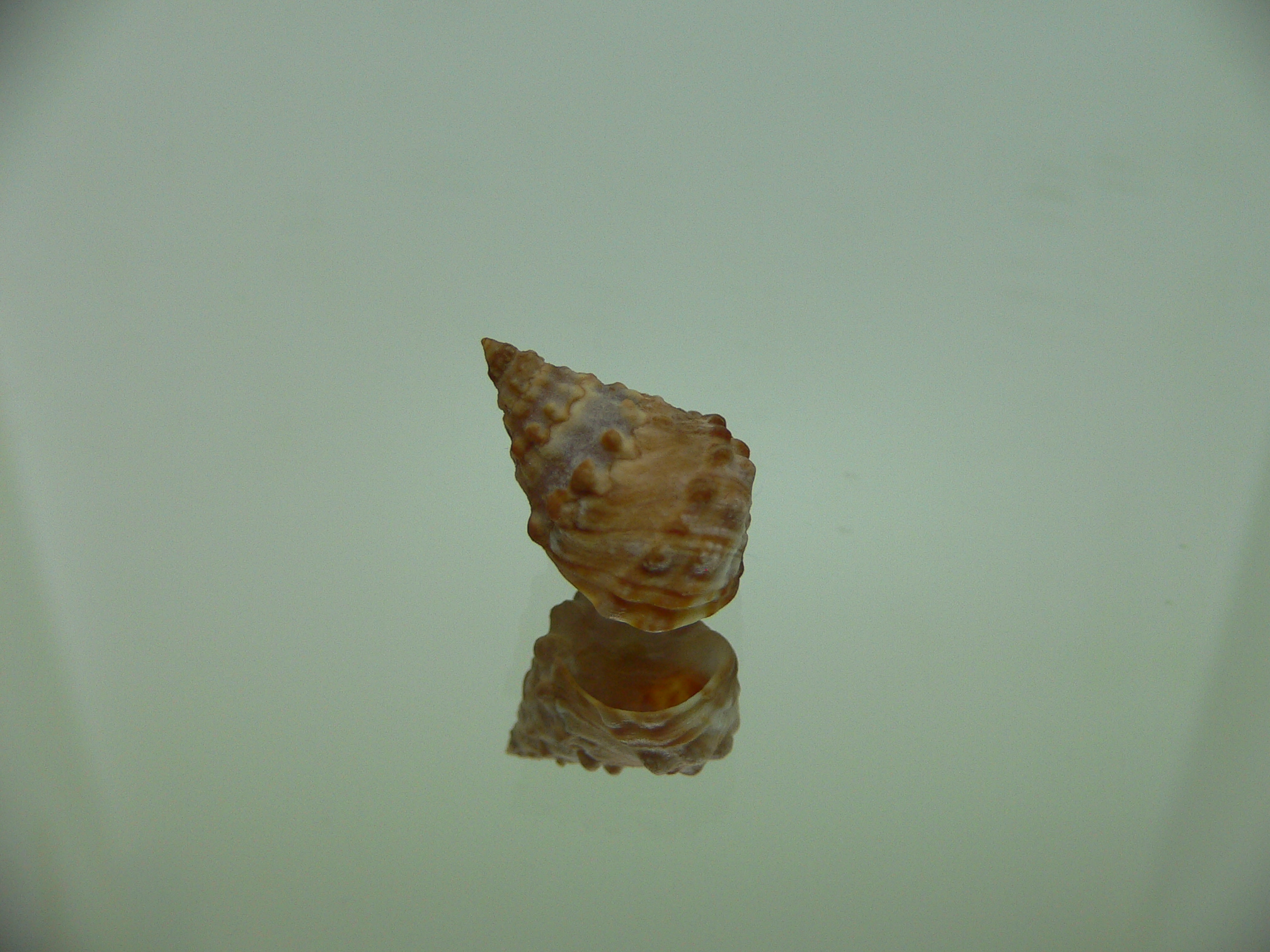 Echinolittorina cf. pascua DARK GIANT