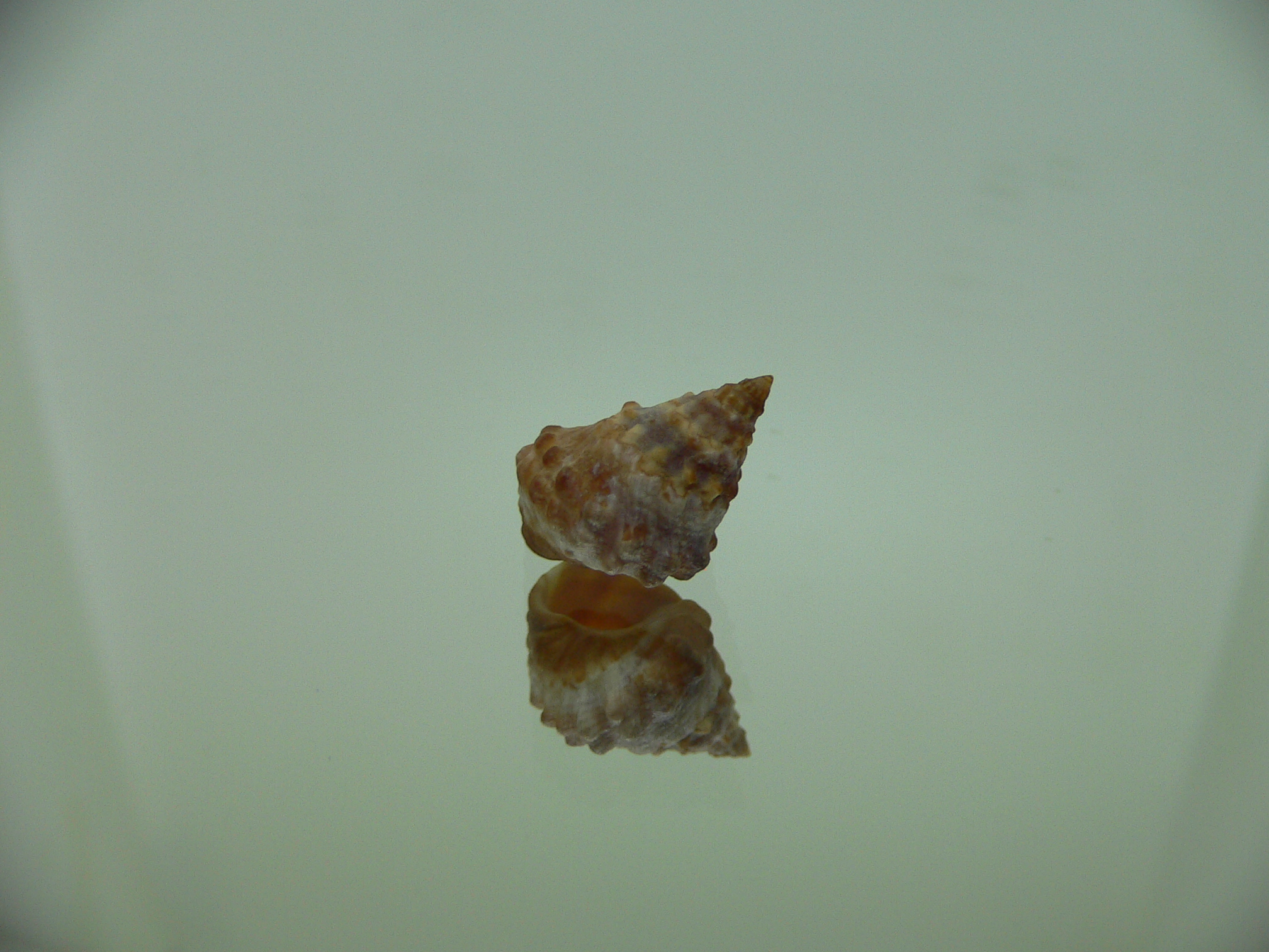 Echinolittorina cf. pascua DARK GIANT