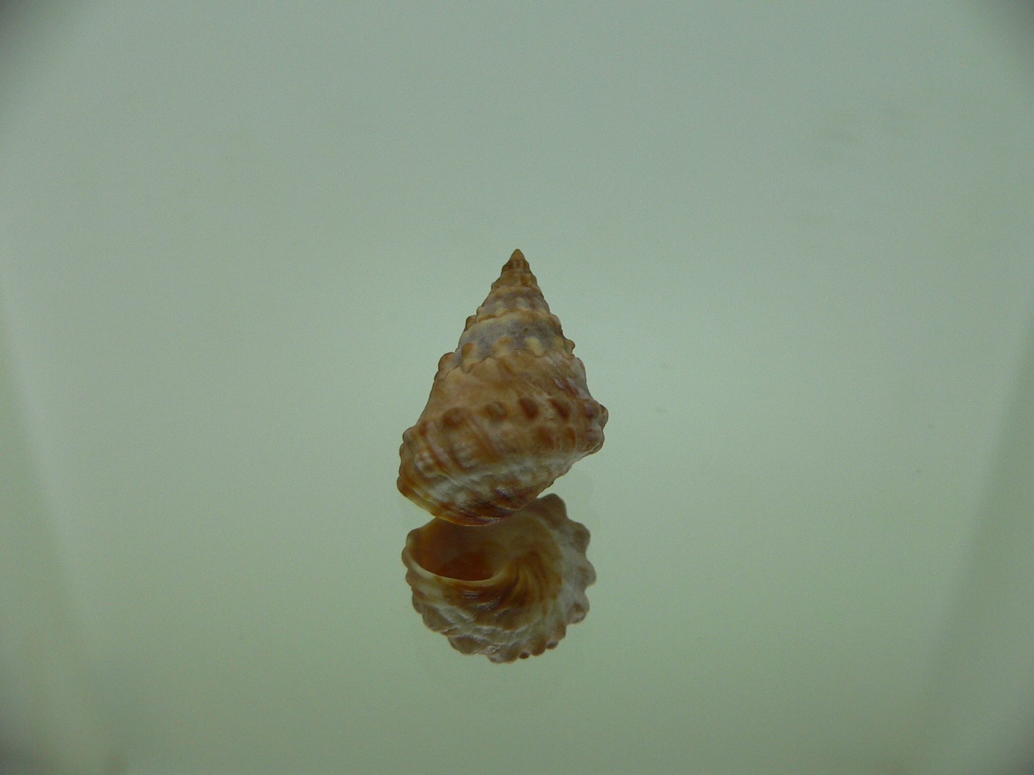 Echinolittorina cf. pascua DARK GIANT