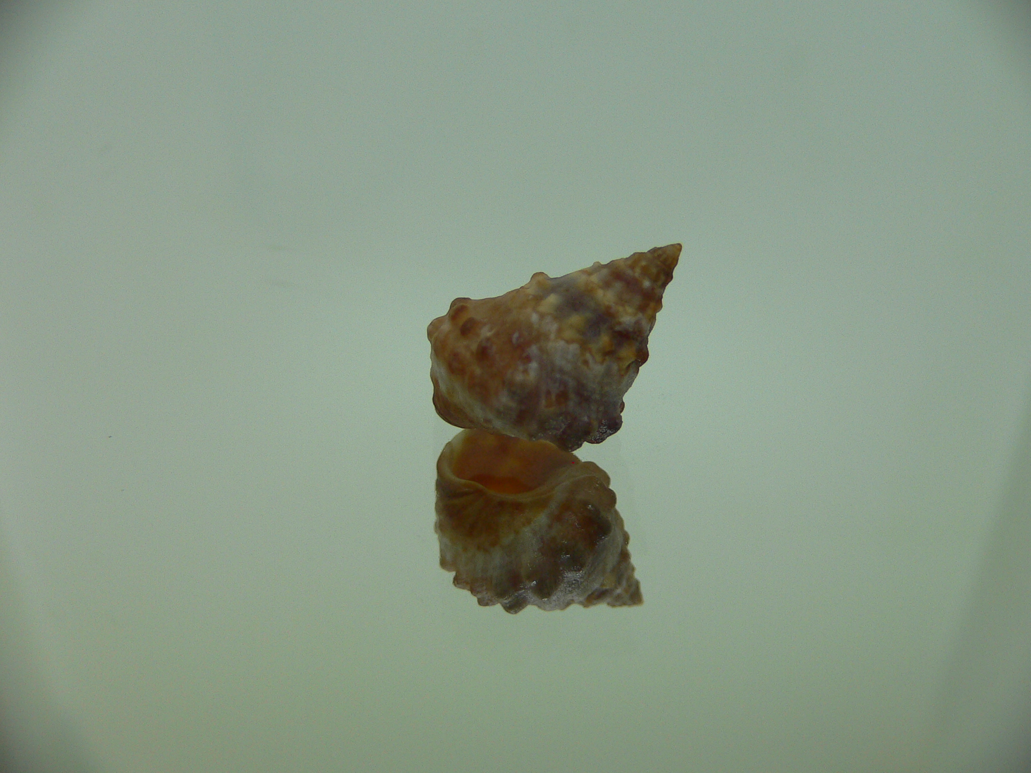 Echinolittorina cf. pascua DARK GIANT