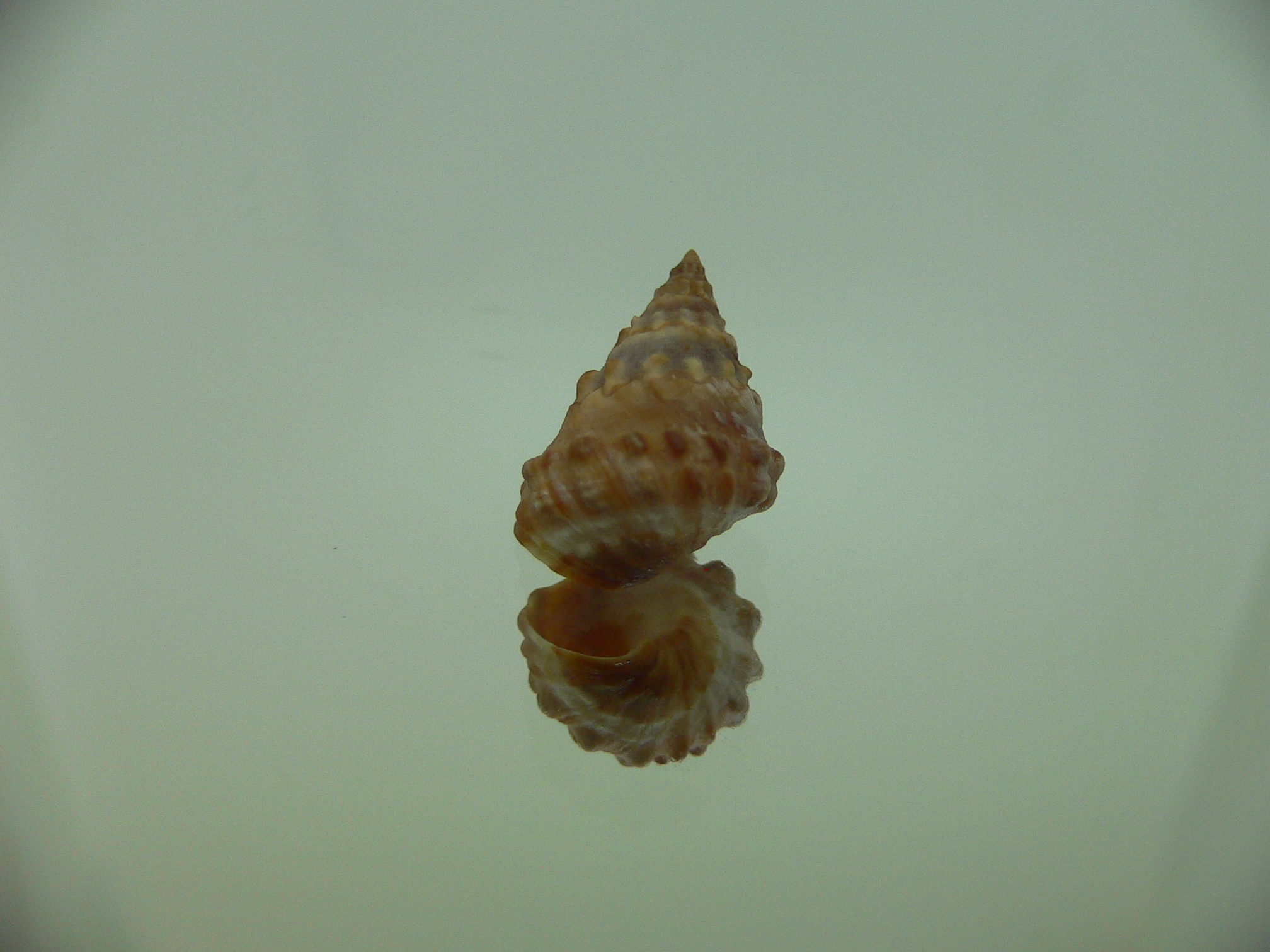Echinolittorina cf. pascua DARK GIANT