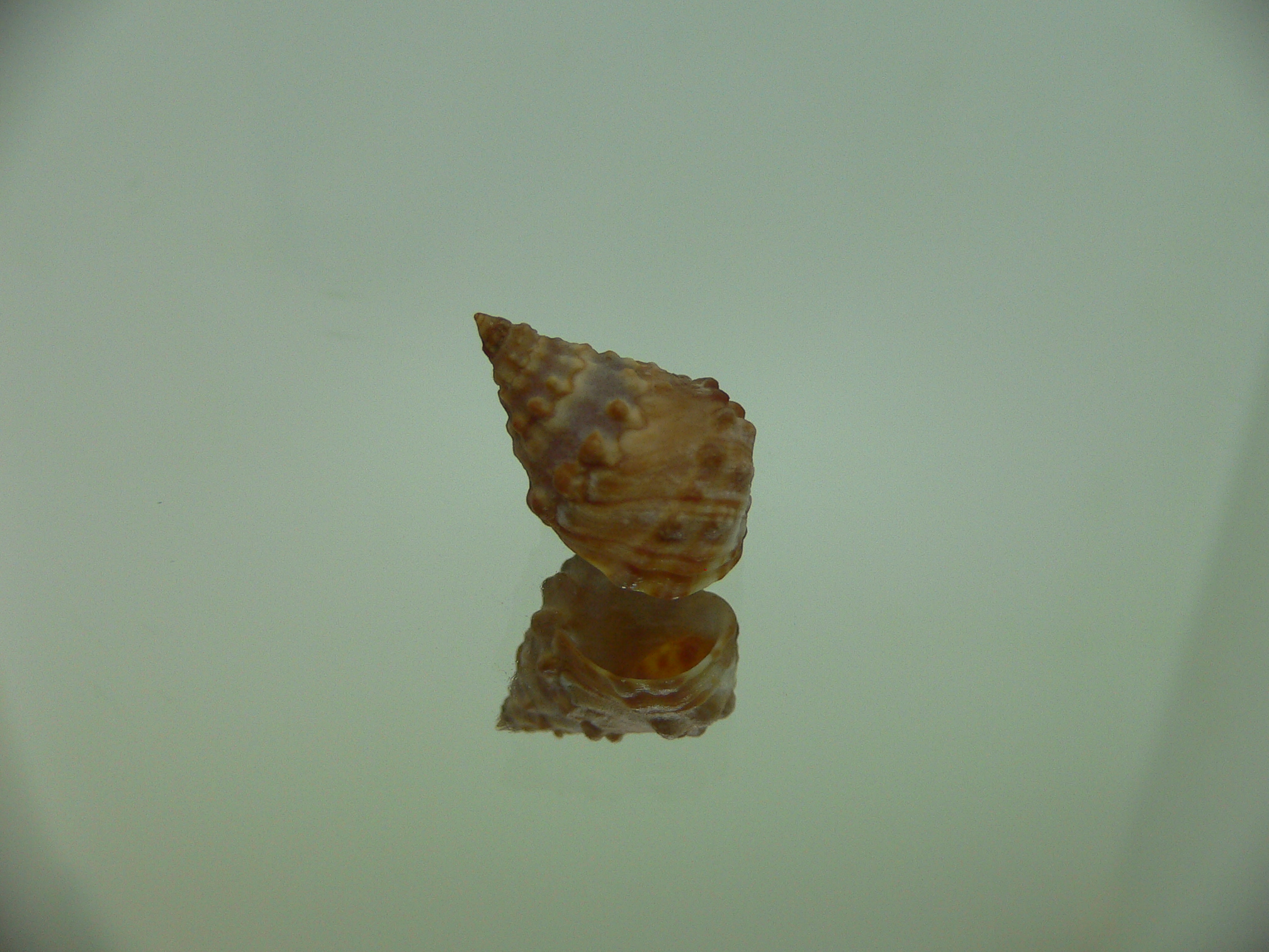 Echinolittorina cf. pascua DARK GIANT