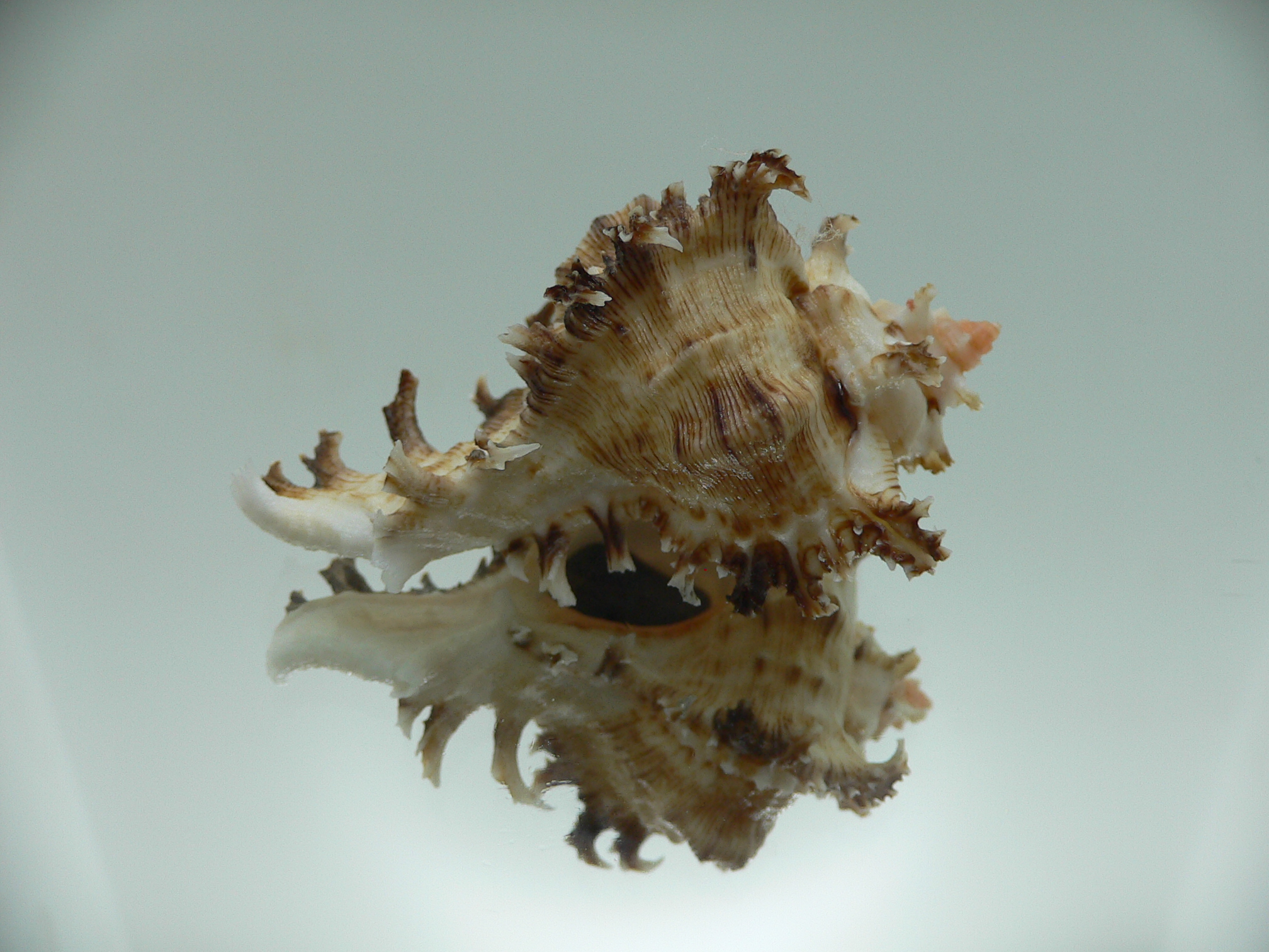 Chicoreus ramosus DWARF