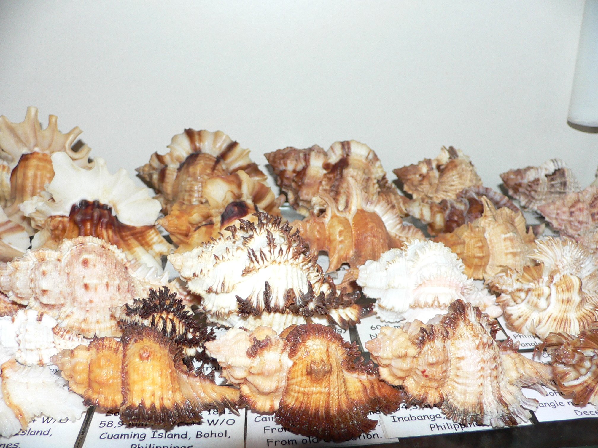 Chicoreus ramosus DWARF