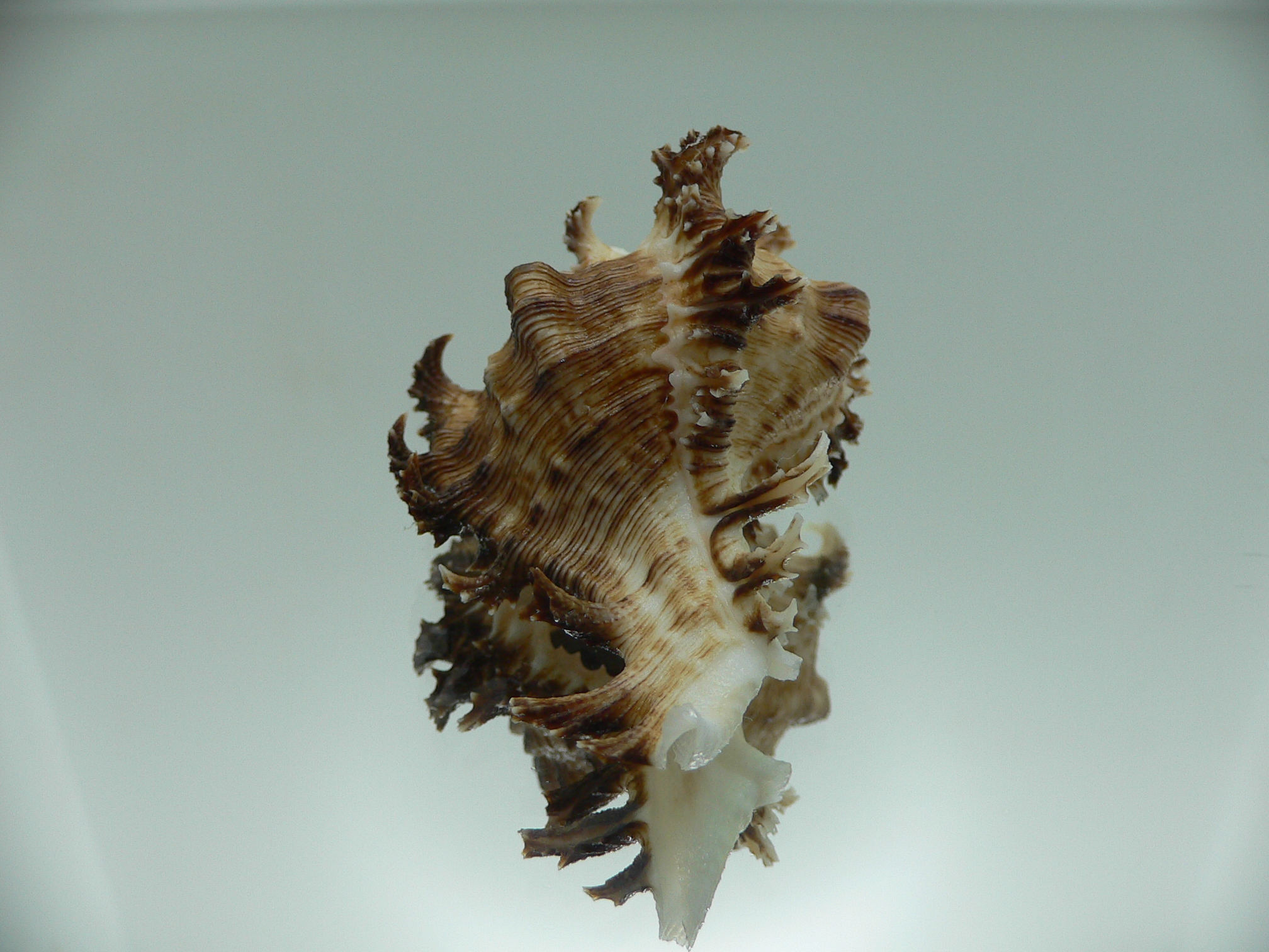 Chicoreus ramosus DWARF