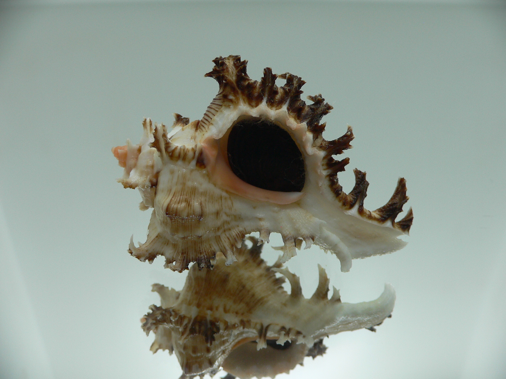 Chicoreus ramosus DWARF