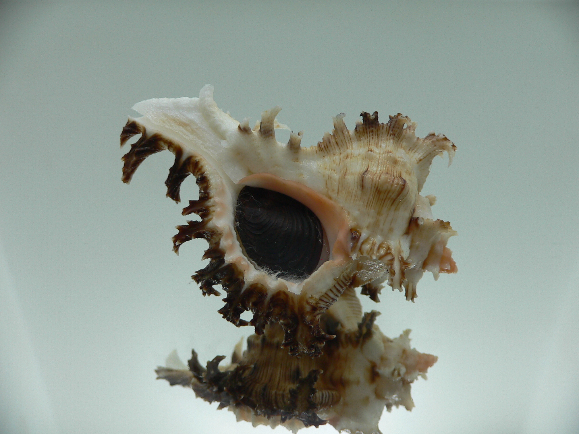 Chicoreus ramosus DWARF