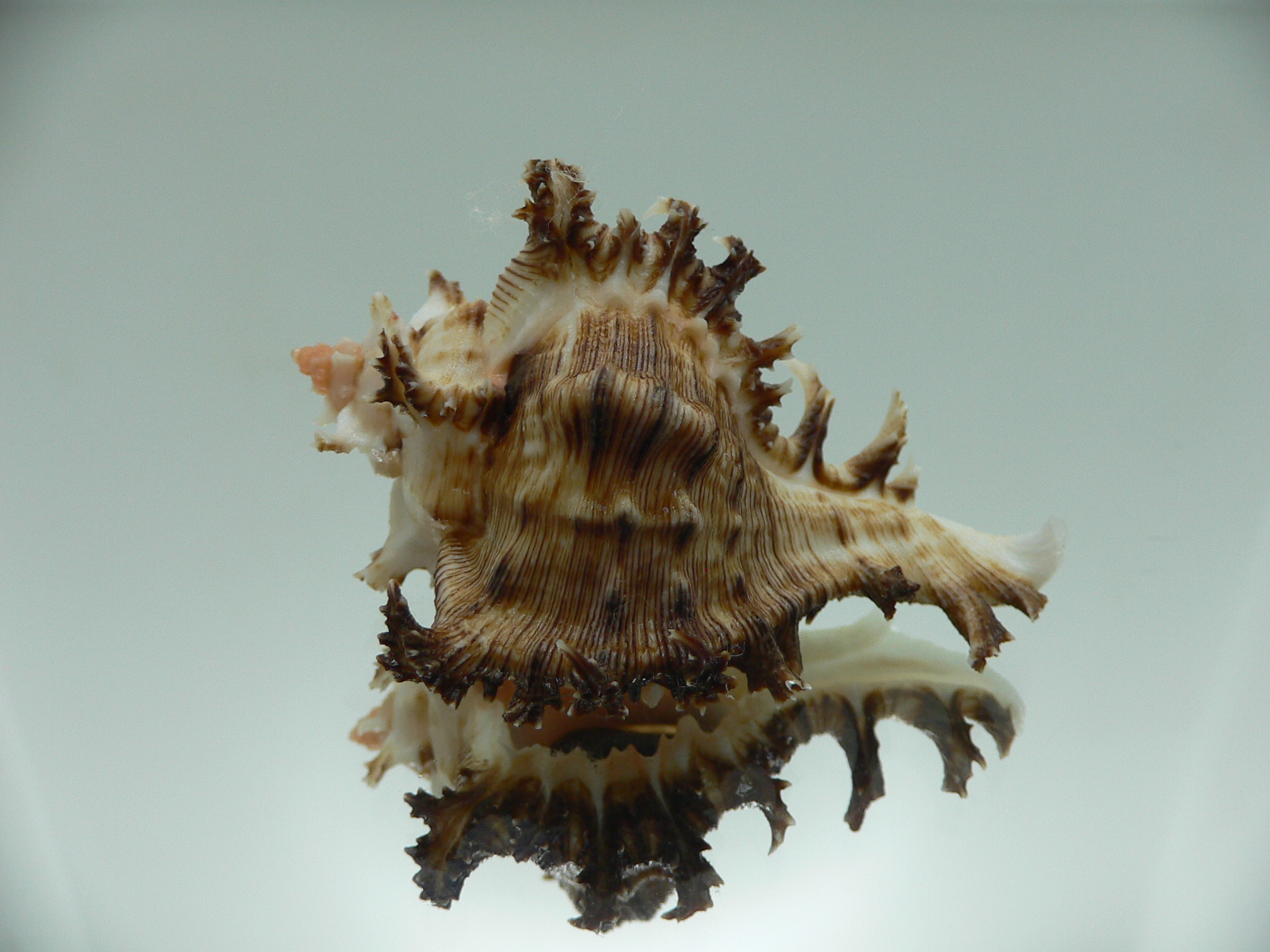 Chicoreus ramosus DWARF