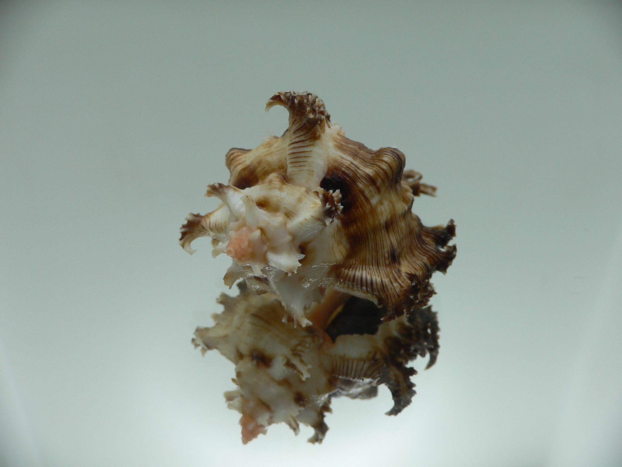 Chicoreus ramosus DWARF