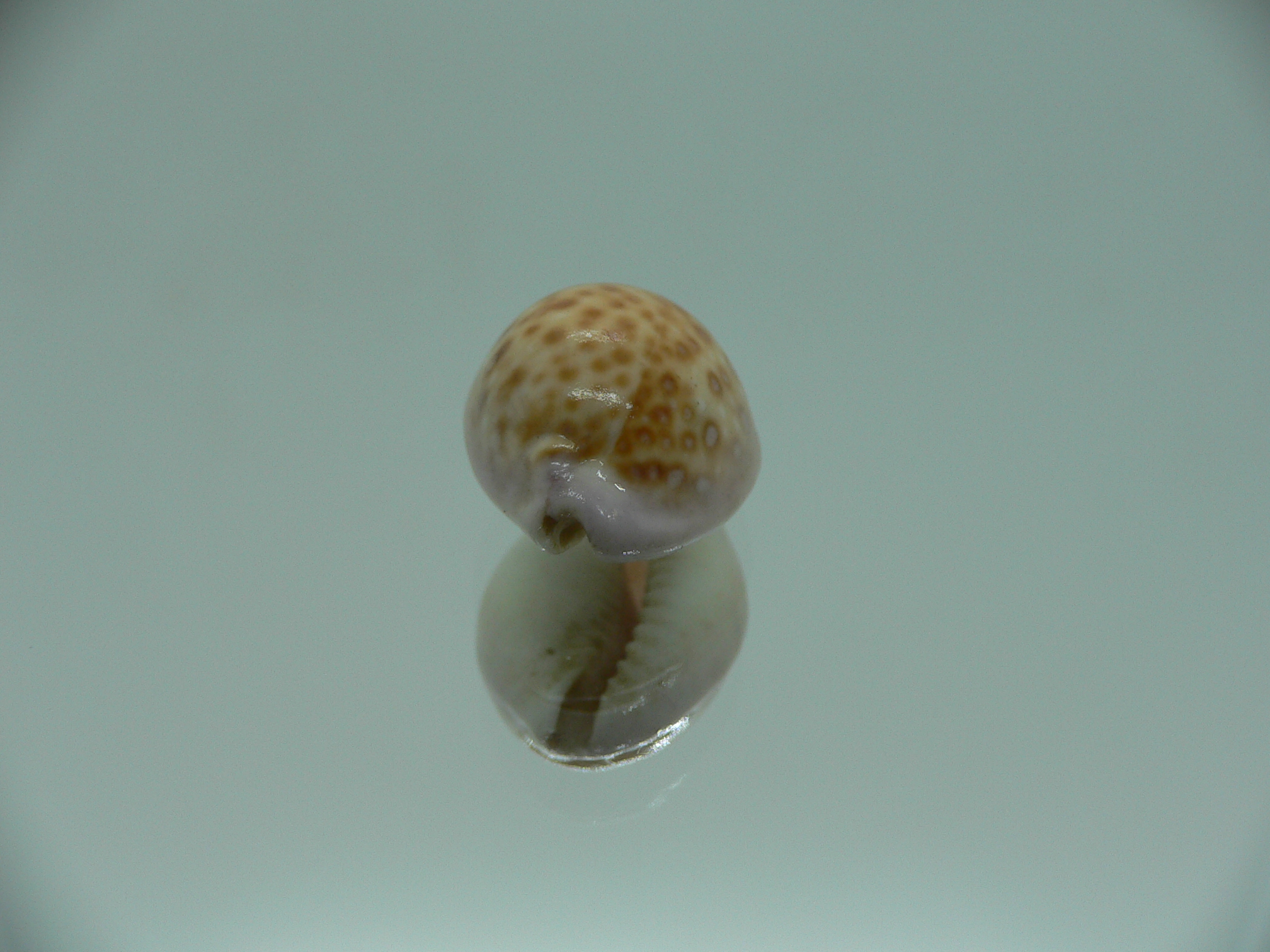 Cypraea albuginosa nariaeformis (var.)