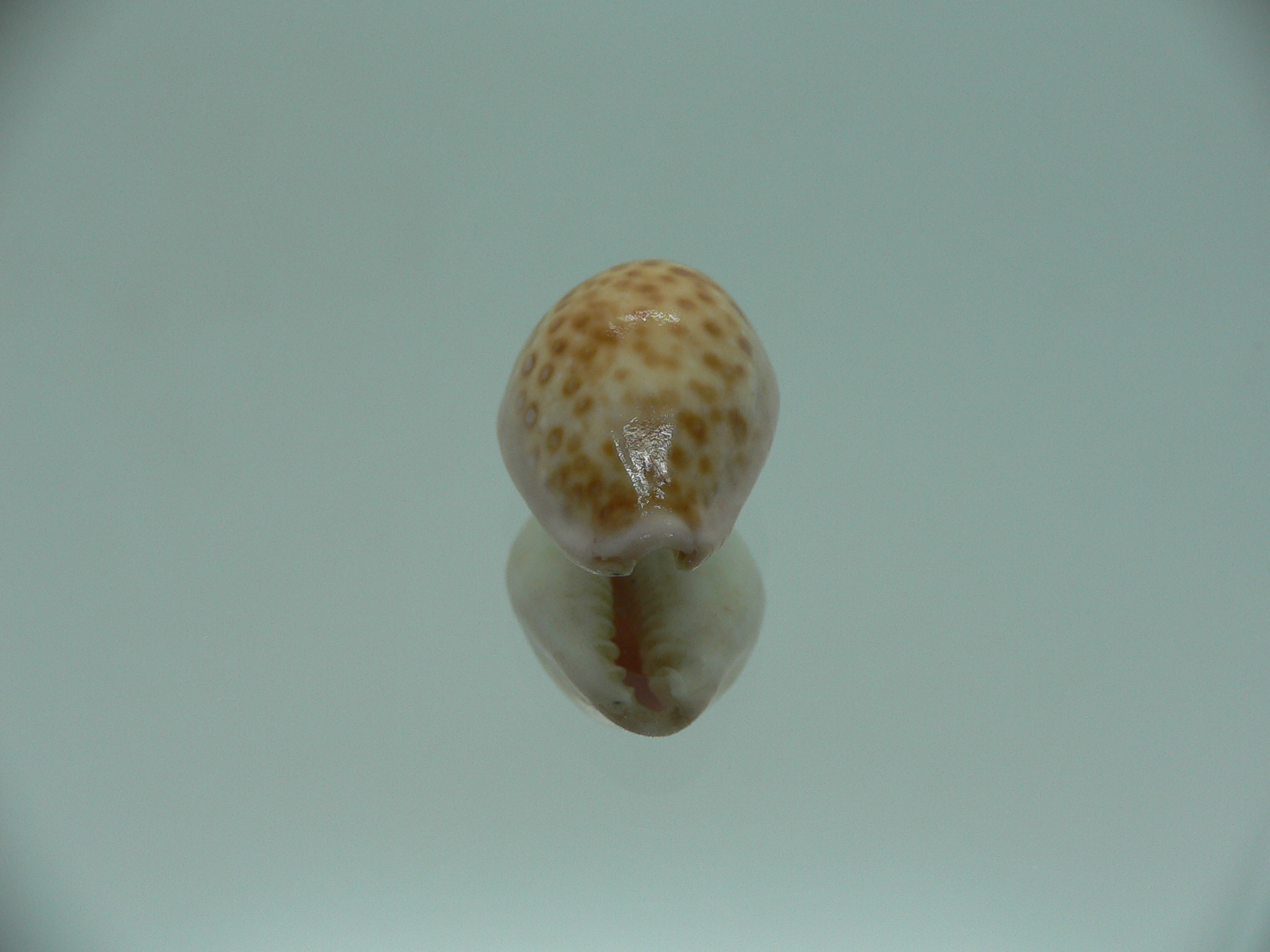 Cypraea albuginosa nariaeformis (var.)