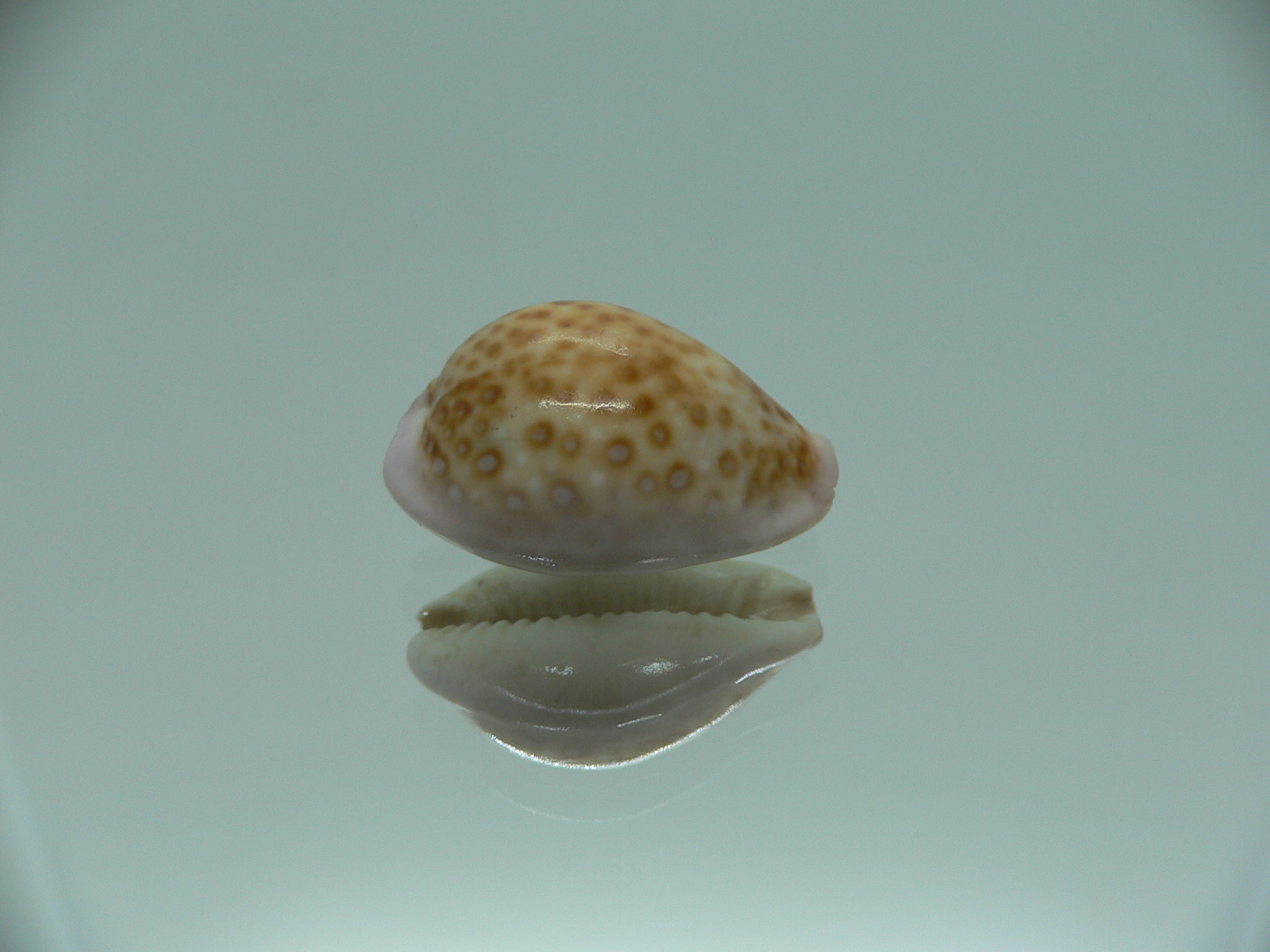 Cypraea albuginosa nariaeformis (var.)