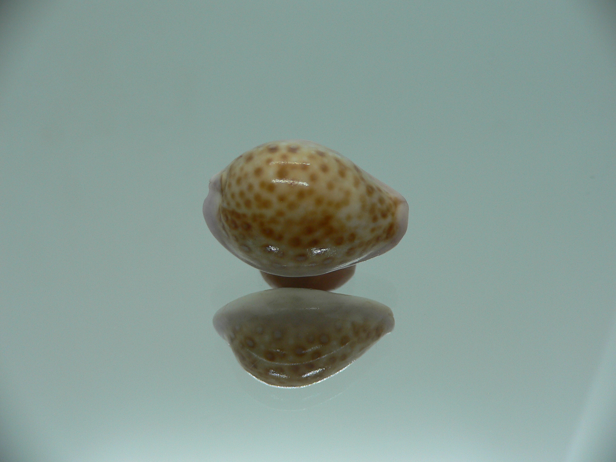 Cypraea albuginosa nariaeformis (var.)