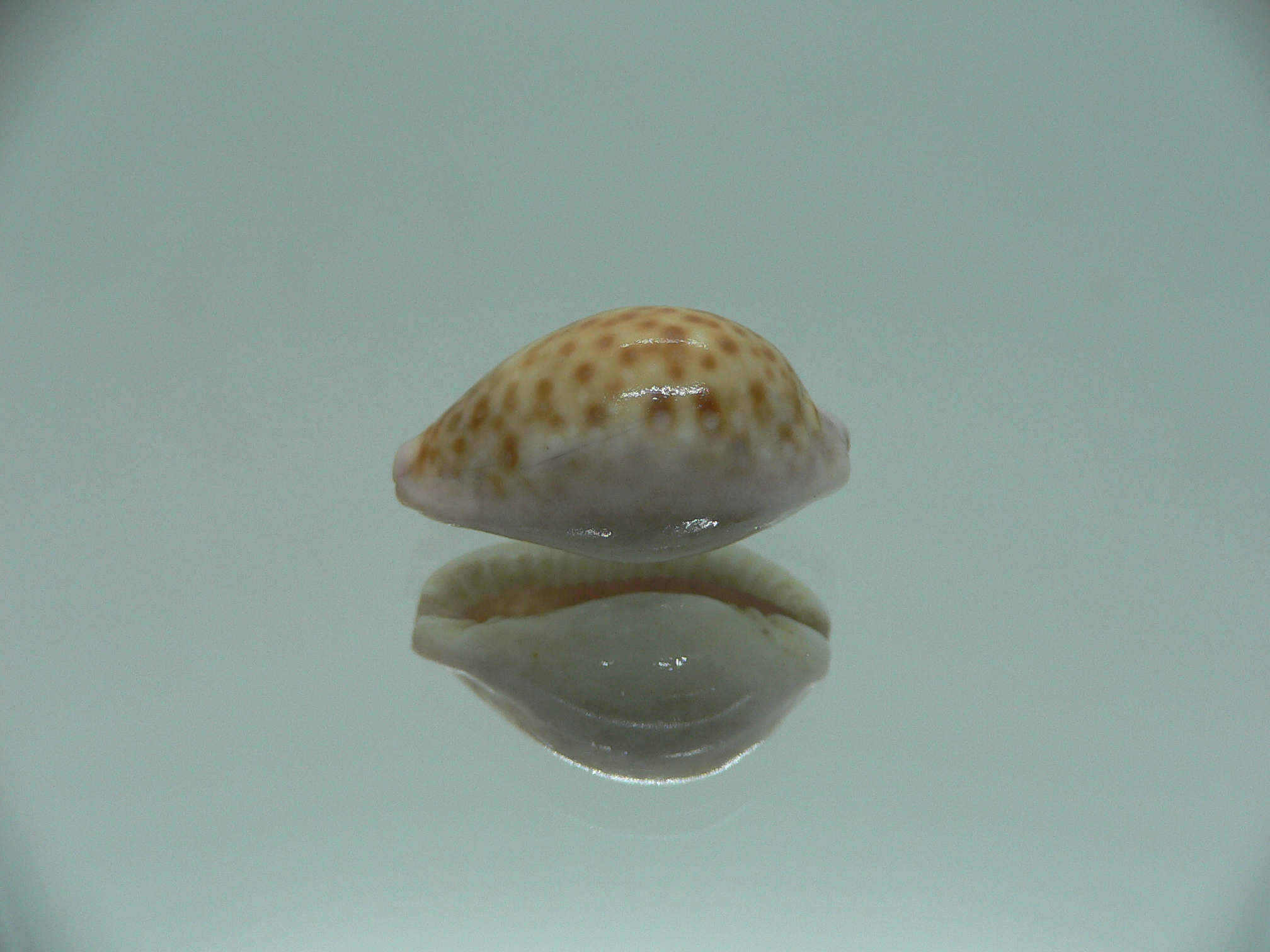 Cypraea albuginosa nariaeformis (var.)